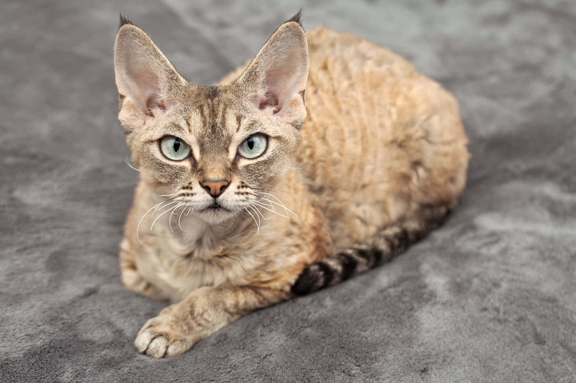 Devon Rex 桌布 壁紙 — 一隻擁有大型耳朵和引人注目綠色眼睛的德文捲毛貓，警覺地休息在柔軟的灰色紋理表面上。