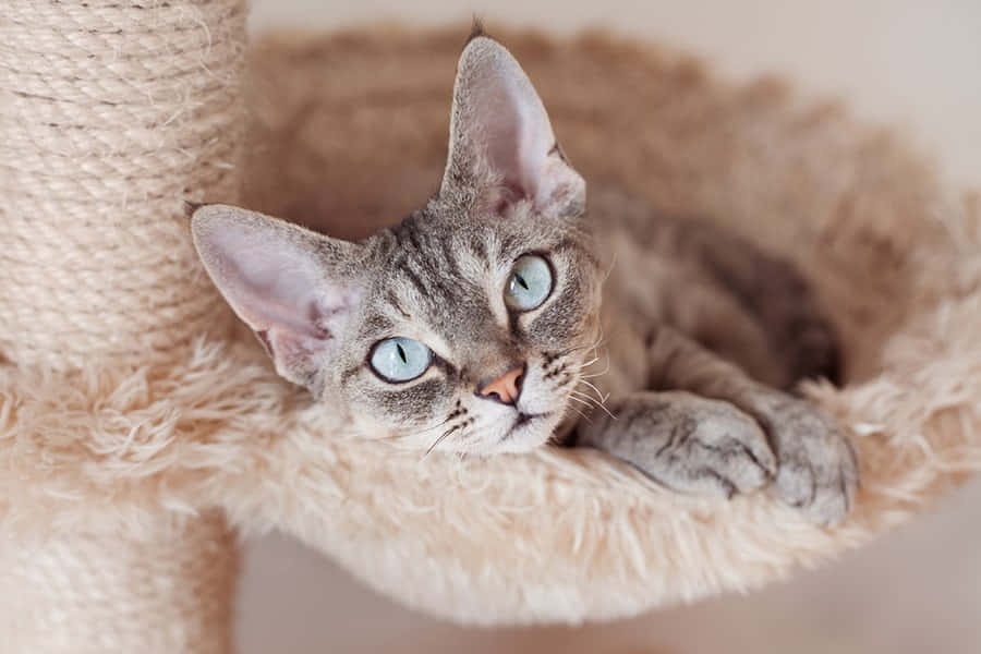 Devon Rex 桌布 壁紙 — 一隻擁有大大耳朵和引人注目藍眼睛的德文捲毛貓，正懶洋洋地躺在柔軟的米色貓樹床上。