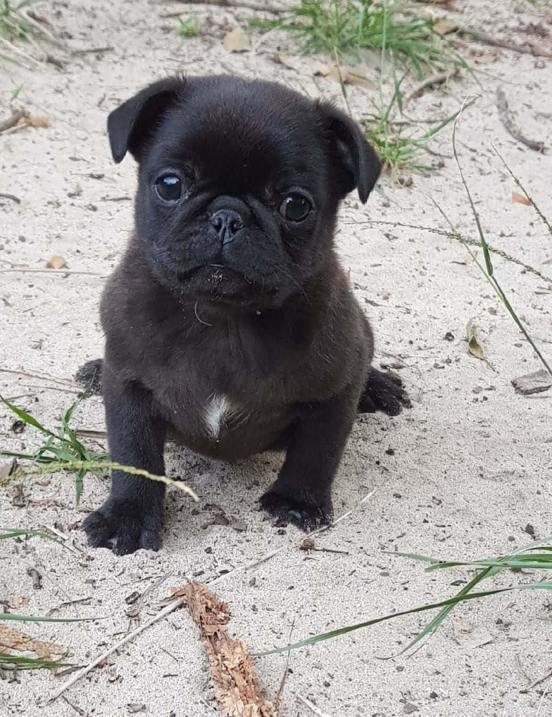 Pug 桌布 壁紙 — 一隻擁有大眼睛的小黑巴哥犬坐在沙地上，周圍有稀疏的草和樹枝。