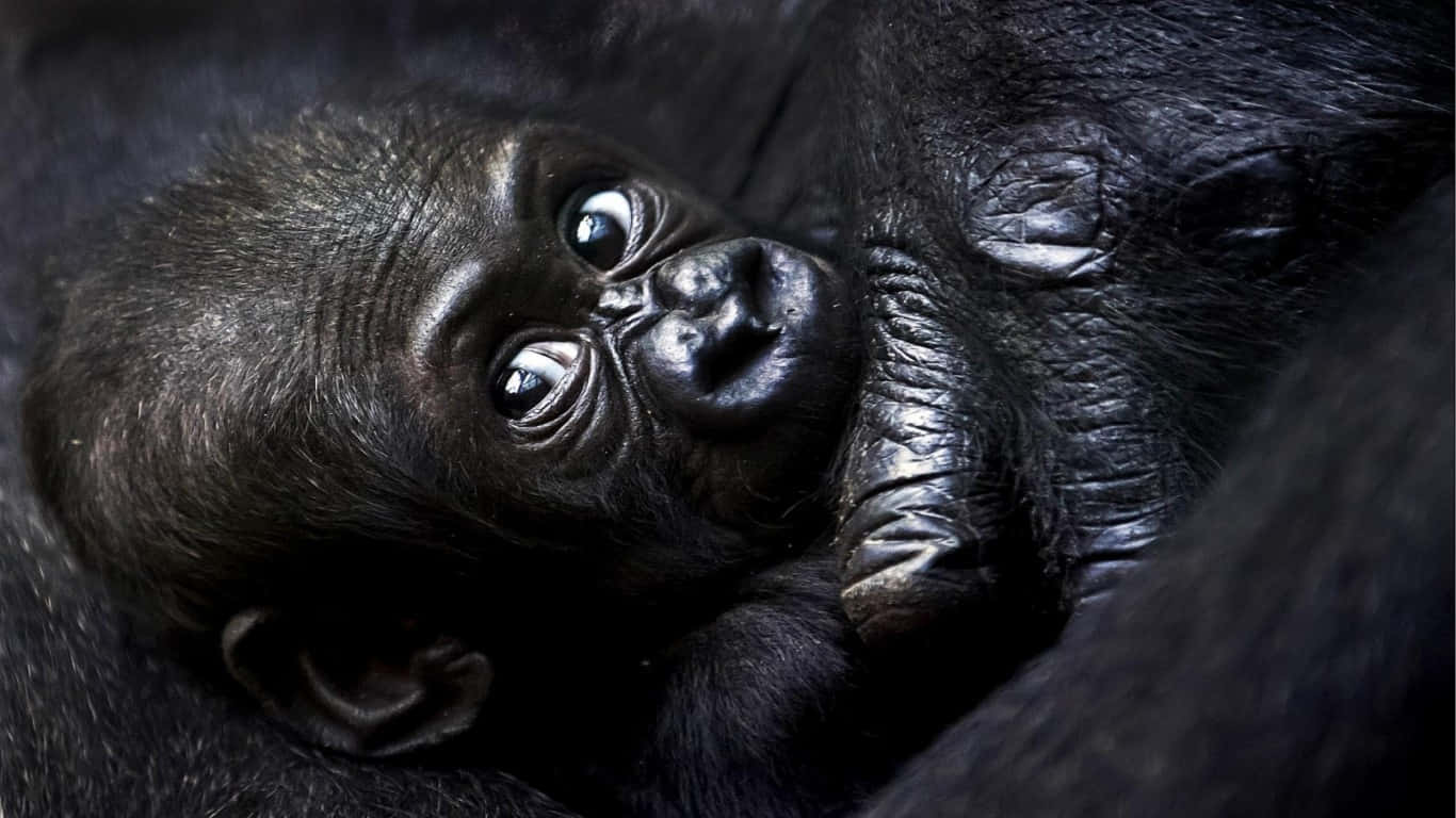 1366x768 Gorilla 桌布 壁紙 — 一隻擁有好奇大眼睛的寶寶大猩猩依偎在媽媽深色毛髮上的特寫。
