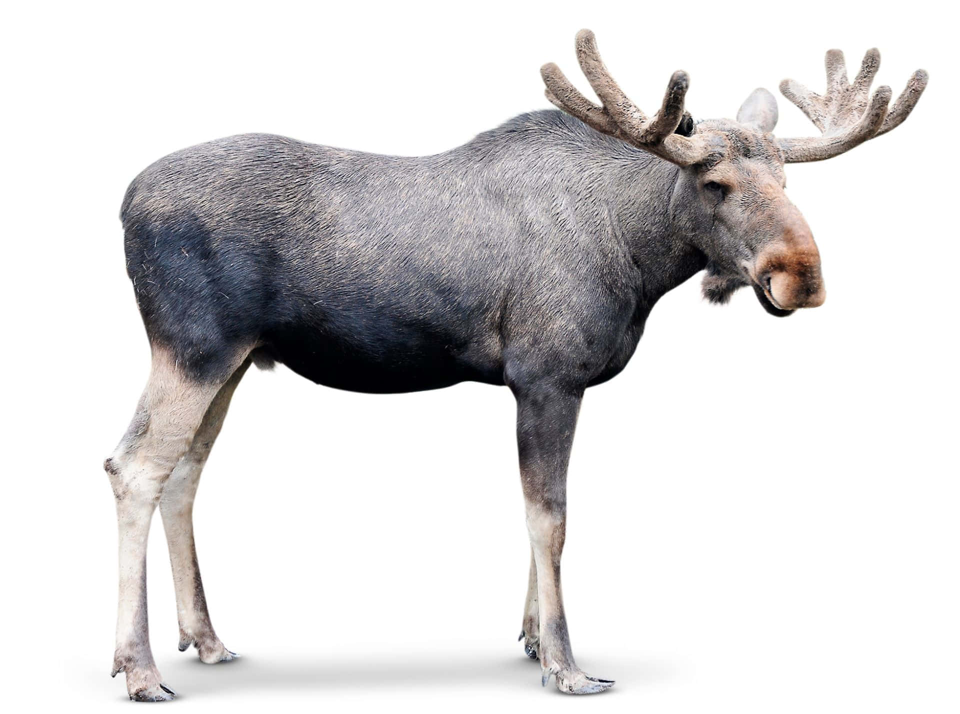 moose 桌布 壁紙 — 一隻擁有寬大鹿角的大型駝鹿站在純白色背景前的全身照片。