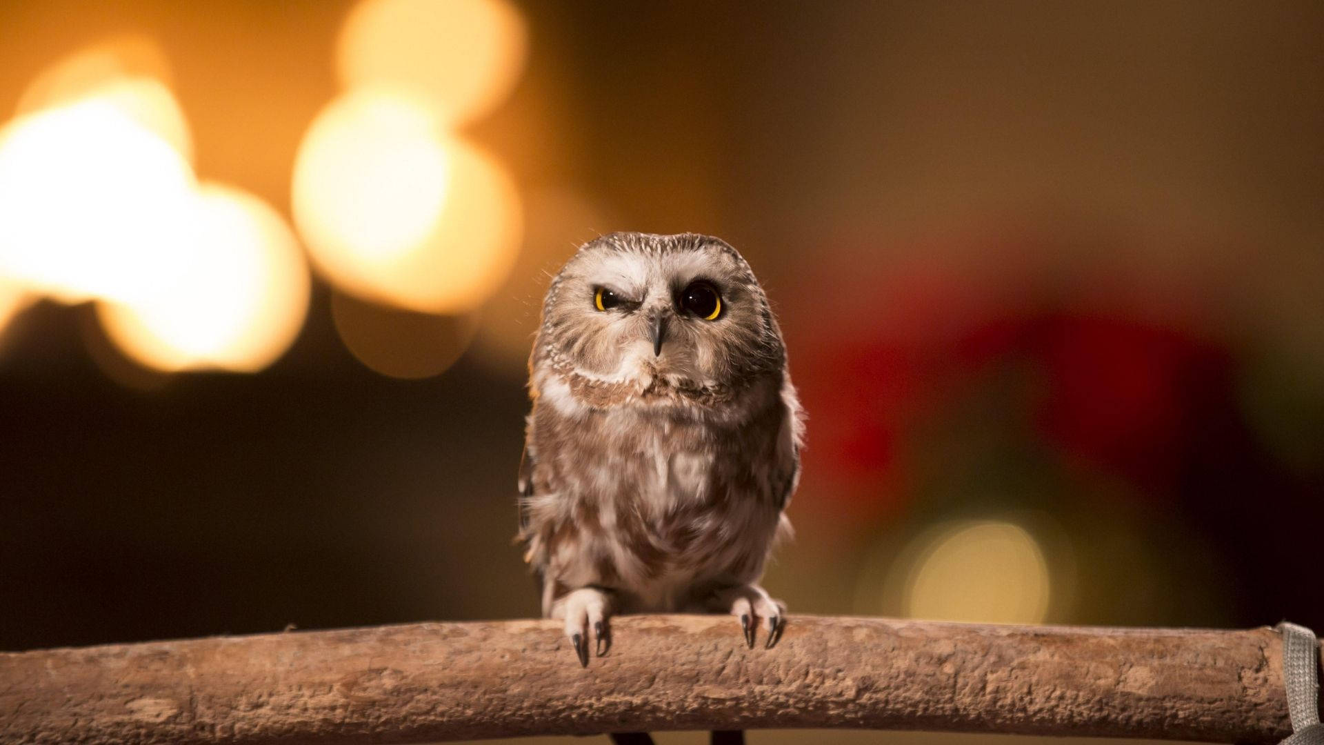 Baby Owl 桌布 壁紙 — 一隻擁有寬大黃色眼睛的小貓頭鷹警覺地棲息在木枝上，背景是溫暖的散景。