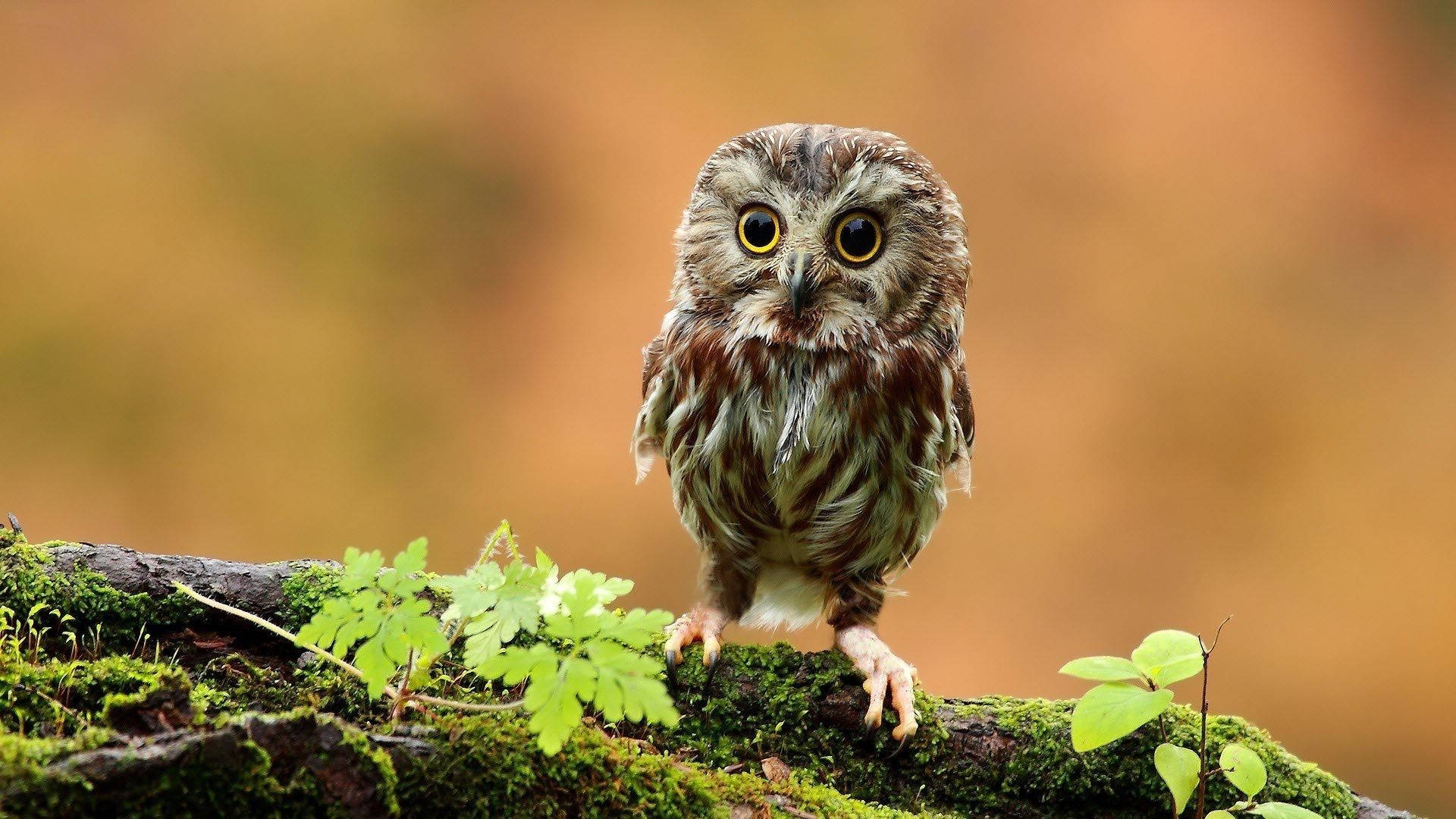 Baby Owl 桌布 壁紙 — 一隻擁有寬大黃色眼睛的小貓頭鷹警覺地棲息在長滿苔蘚的木頭上，周圍環繞著蕨類植物，背景是溫暖模糊的森林。