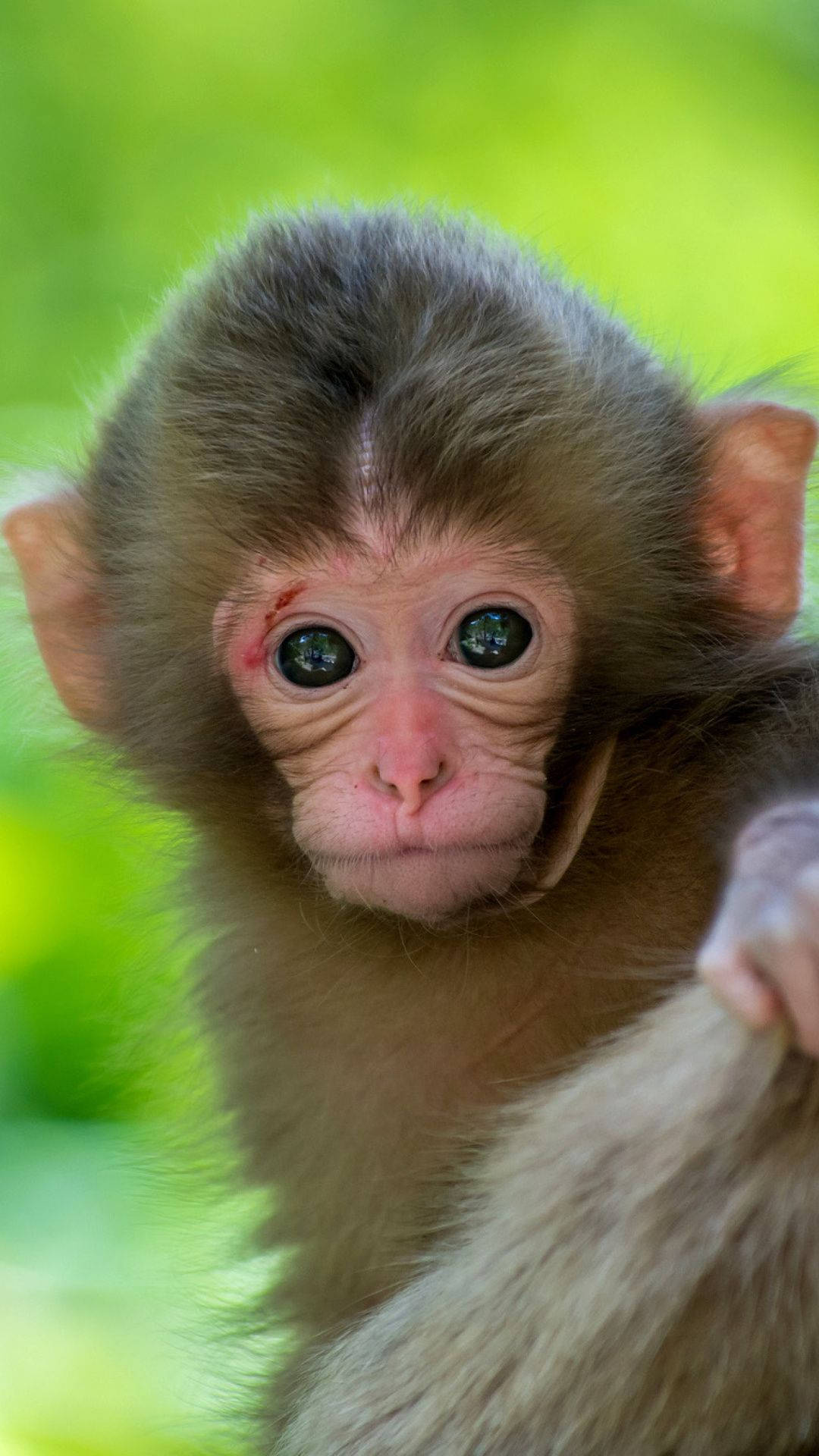 Funny Monkey 桌布 壁紙 — 一隻擁有寬闊好奇眼睛和柔軟棕色毛髮的嬰兒猴子特寫，背景是明亮的綠色模糊背景。