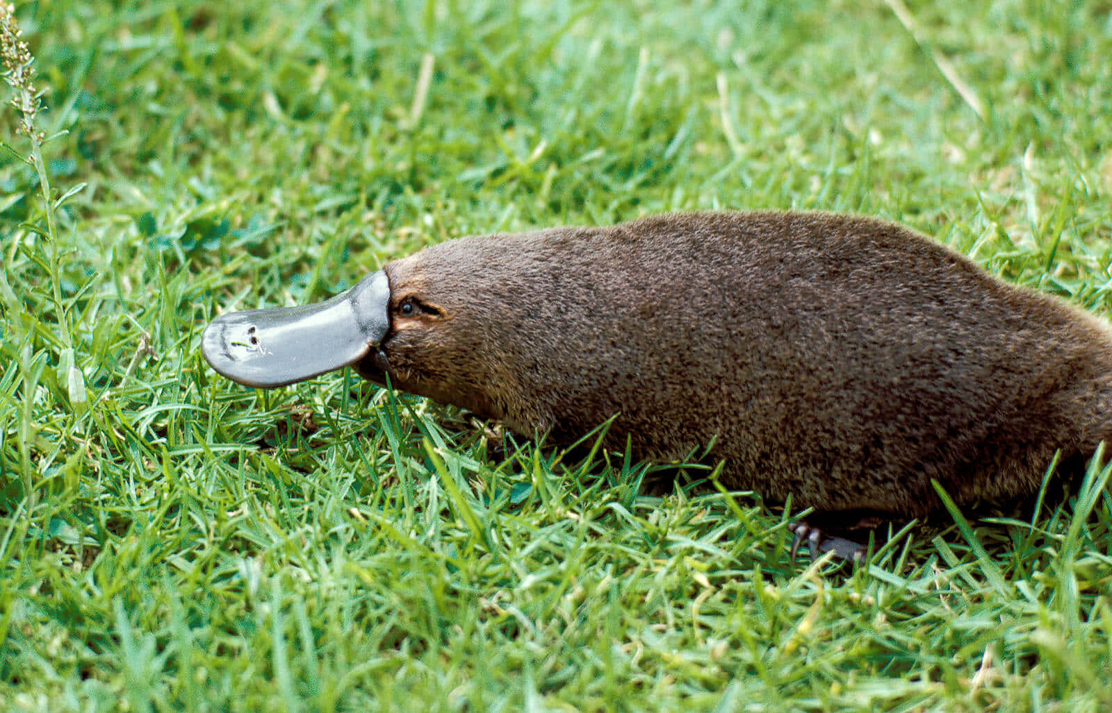 Platypus 桌布 壁紙 — 一隻擁有寬闊扁平喙的鴨嘴獸在自然日光下於鮮綠色草地中覓食。