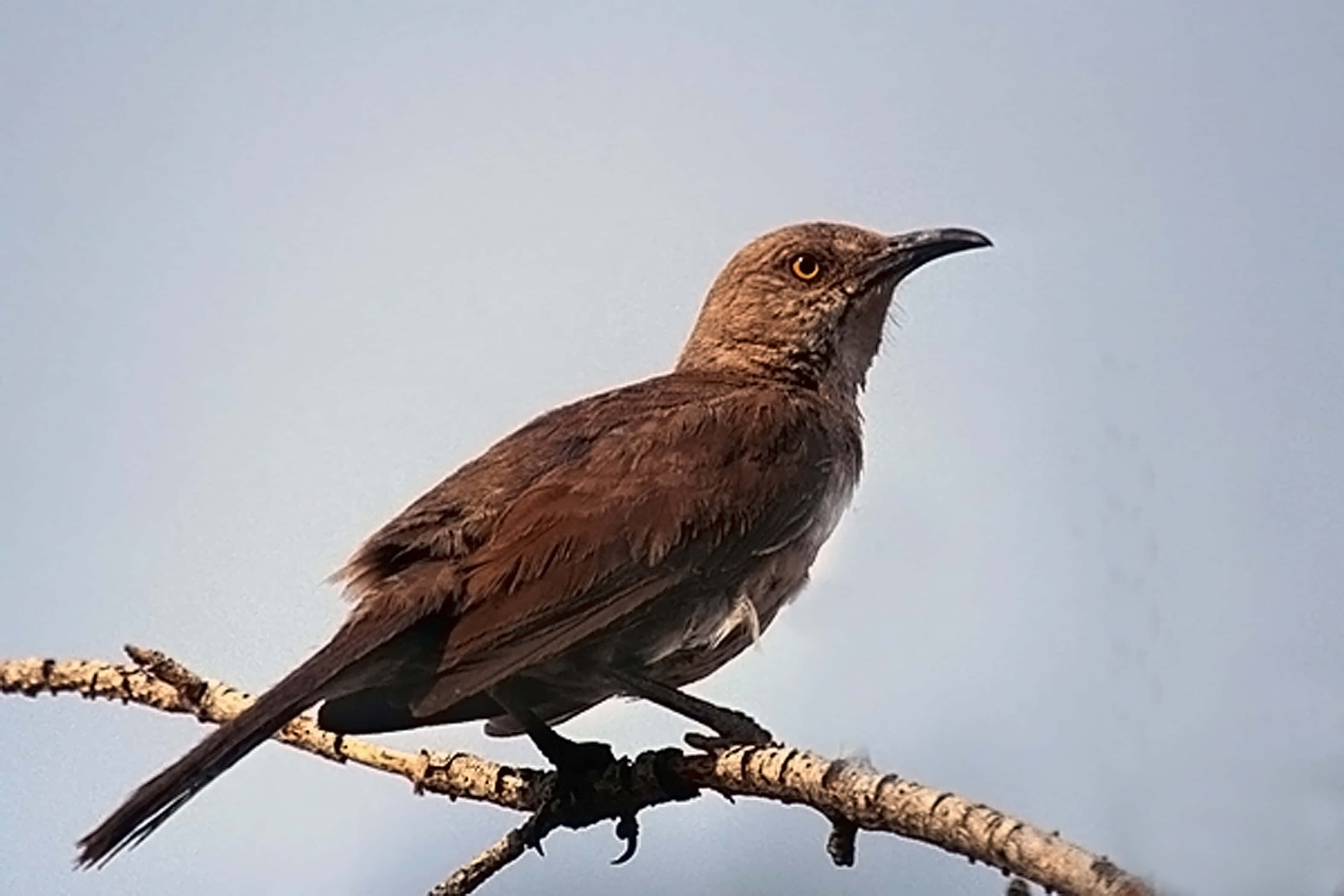 Brown Thrasher 桌布 壁紙 — 一隻擁有尖銳喙的棕色鳥兒警覺地棲息在紋理分明的樹枝上，背景是柔和的藍天。