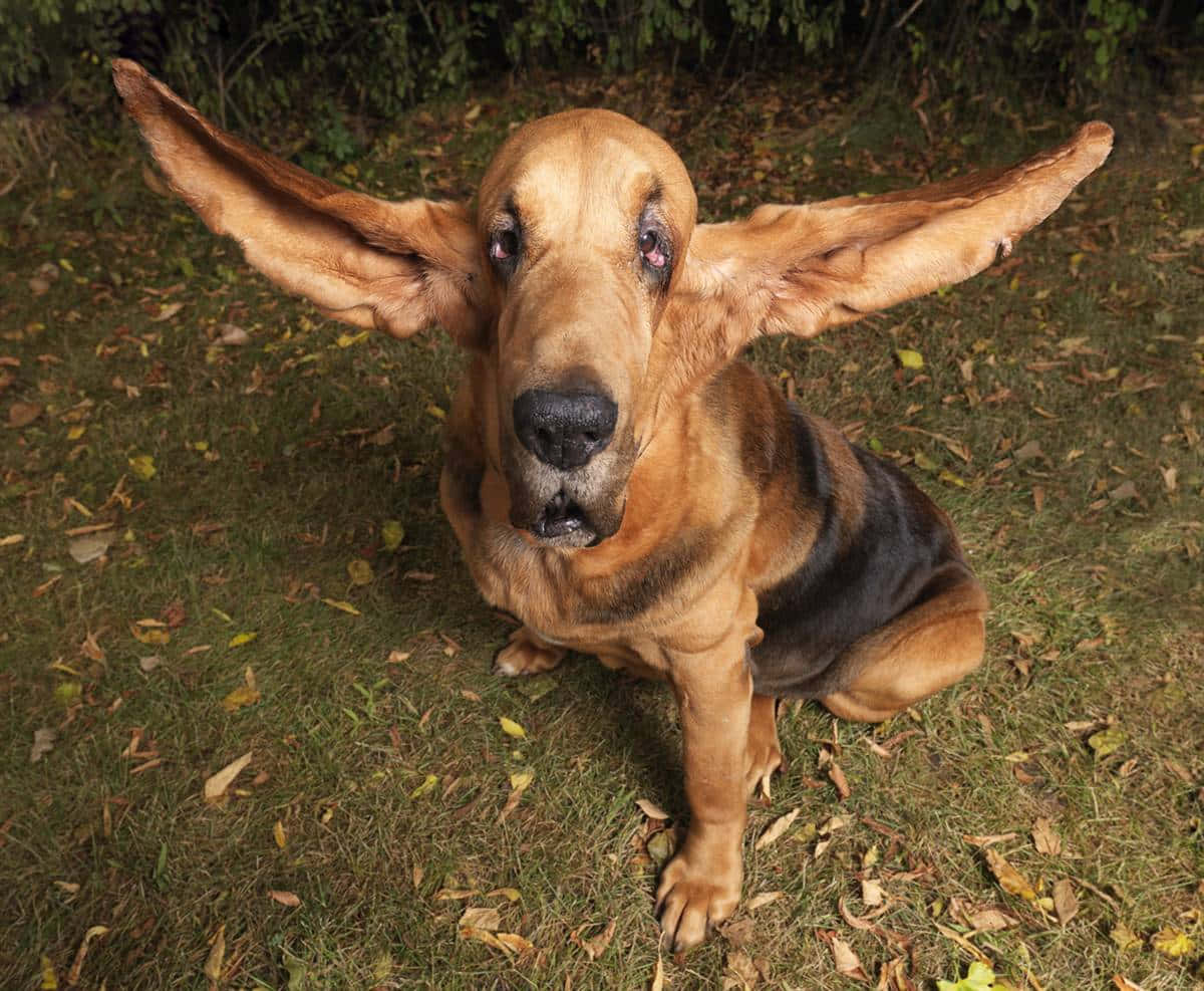 Silly Dog 桌布 壁紙 — 一隻擁有巨大垂耳的血獵犬警覺地坐在散落著落葉的草地上。