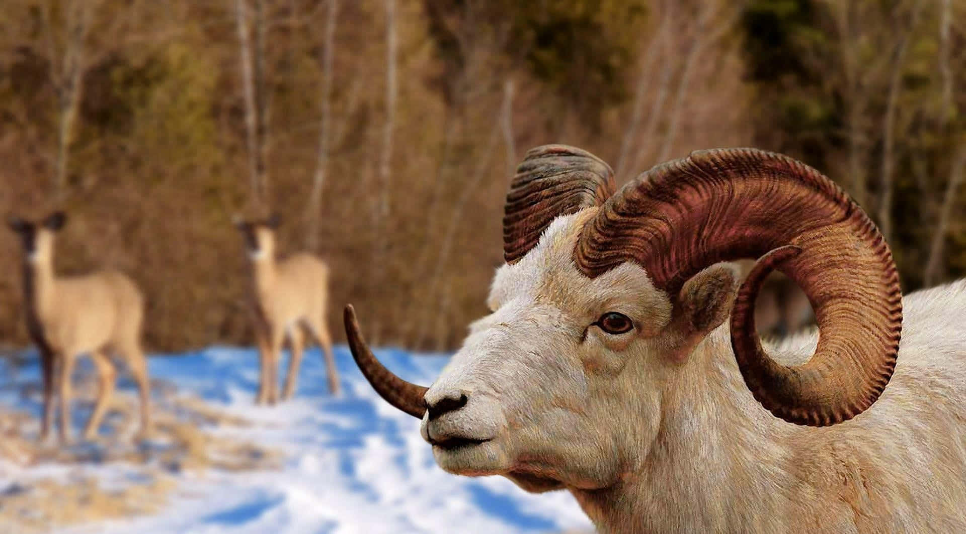 Mountain Goat 桌布 壁紙 — 一隻擁有巨大彎曲角的大角羊近距離特寫，站立在雪地中，背景有兩隻模糊的鹿。