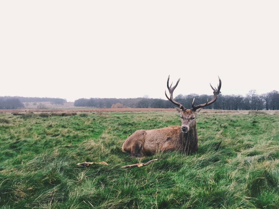 Deer Hunting 桌布 壁紙 — 一隻擁有巨大鹿角的雄偉雄鹿，在陰天下一片翠綠的田野中平靜地休息。