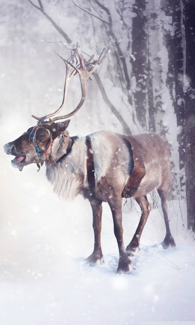 馴鹿 桌布 壁紙 — 一隻擁有巨大鹿角的雄偉馴鹿站在雪地森林中，雪花在牠周圍飄落。