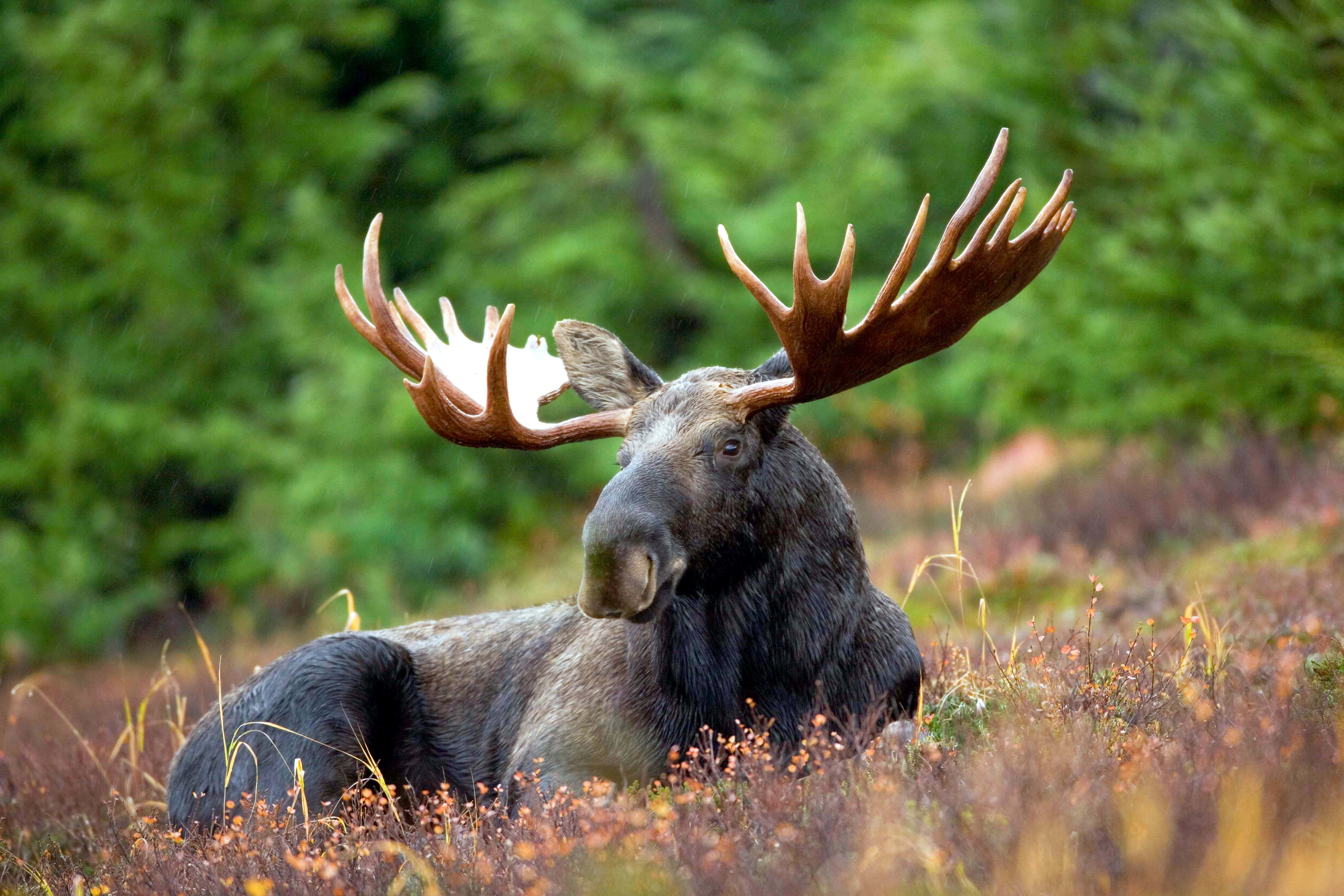moose 桌布 壁紙 — 一隻擁有巨大鹿角的雄偉駝鹿，在柔軟的森林樹冠下，平靜地躺在秋草叢生的田野中。