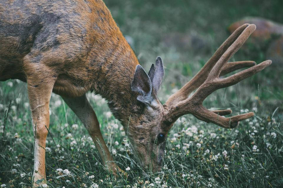 Deer Hunting 桌布 壁紙 — 一隻擁有巨大鹿角的雄偉鹿在陽光明媚的草地上，在綠草和白色野花中平靜地吃草。