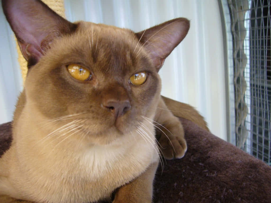 Burmese Cat 桌布 壁紙 — 一隻擁有引人注目的琥珀色眼睛和奶油色毛髮的暹羅貓，在窗邊的棕色靠墊上休息的特寫。