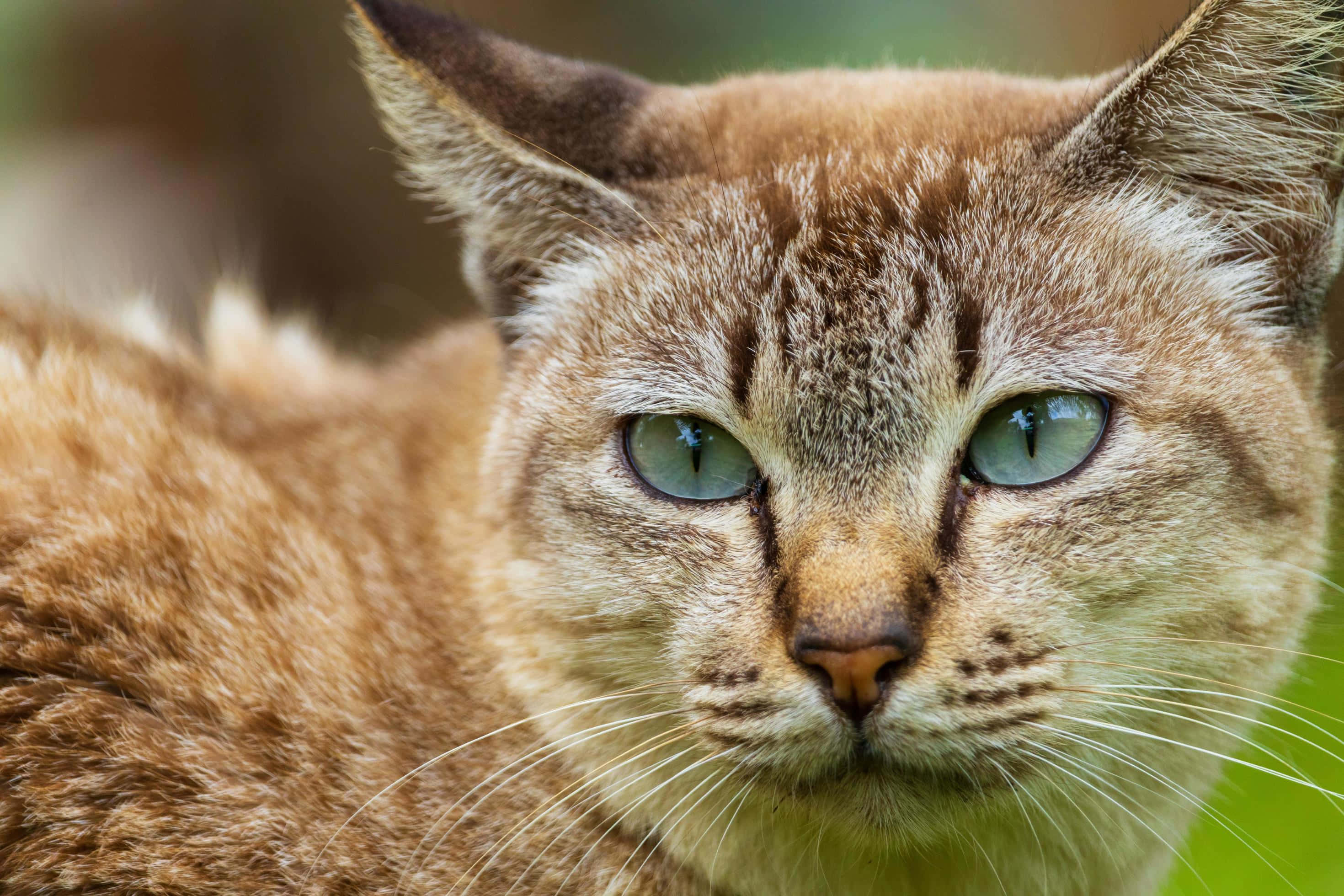 Beautiful Cats 桌布 壁紙 — 一隻擁有引人注目的綠色眼睛和沙色毛髮的野生貓咪，近距離凝視著相機。