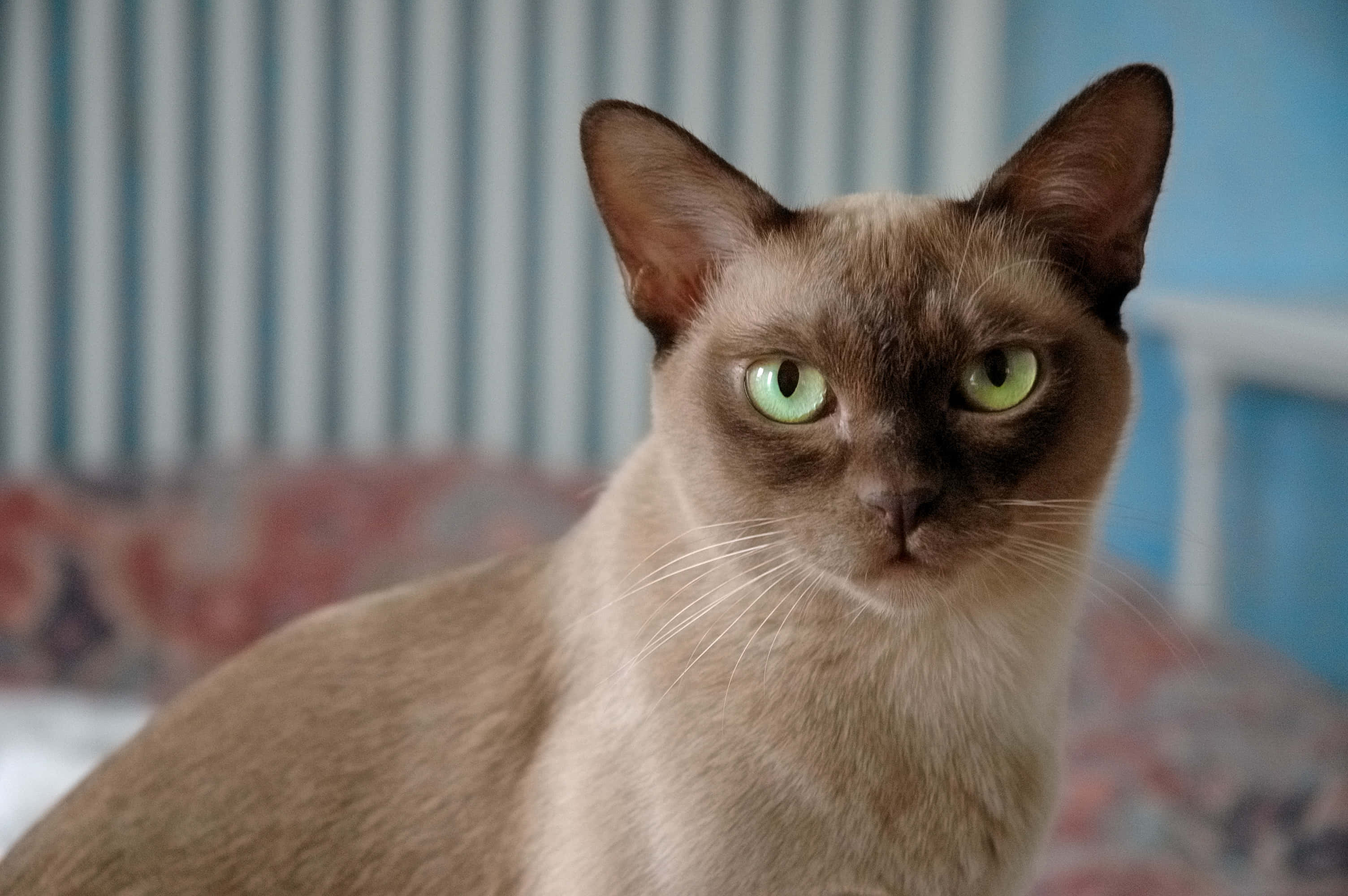 Burmese Cat 桌布 壁紙 — 一隻擁有引人注目的綠色眼睛和淺棕色毛髮的暹羅貓特寫，直視鏡頭。