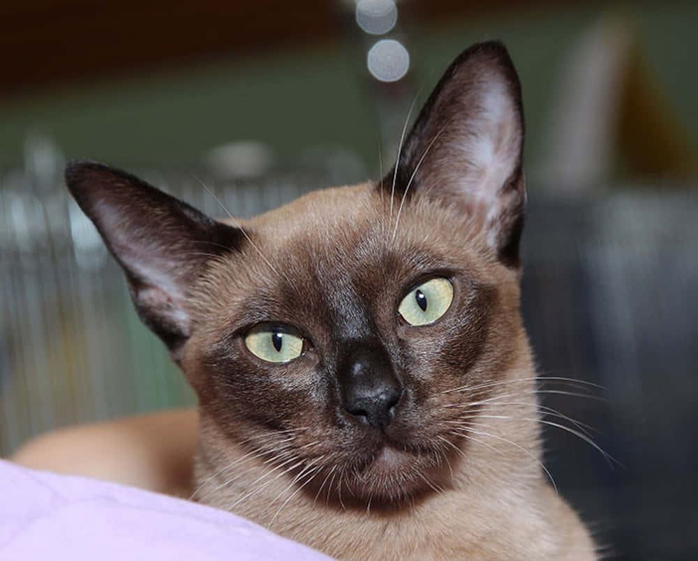 Tonkinese 桌布 壁紙 — 一隻擁有引人注目的綠色眼睛和淺棕色毛髮的暹羅貓的特寫，專注地凝視著相機。