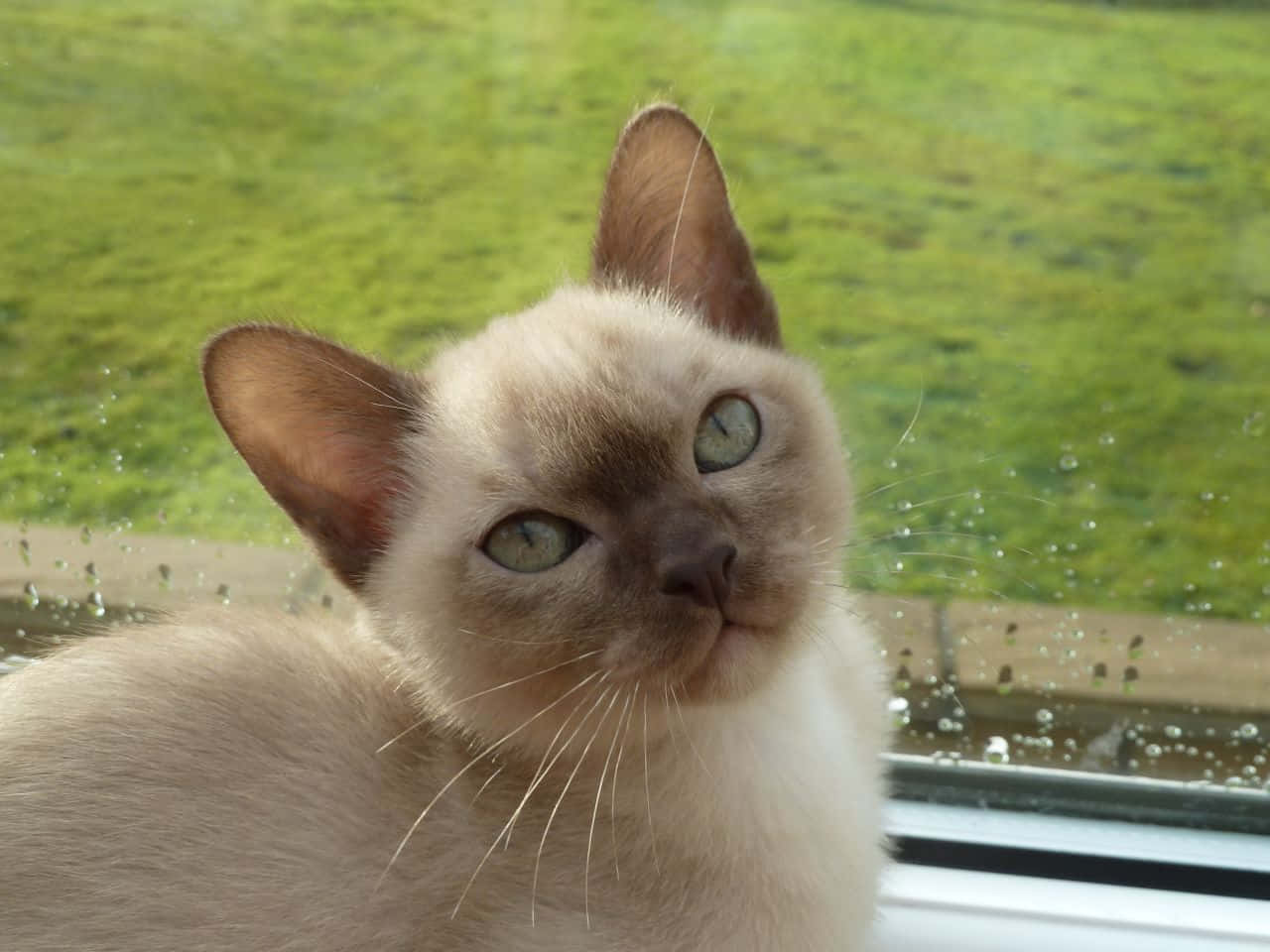Burmese Cat 桌布 壁紙 — 一隻擁有引人注目的綠色眼睛的暹羅貓，從佈滿雨點的窗戶好奇地凝視著窗外鬱鬱蔥蔥的綠色草坪。