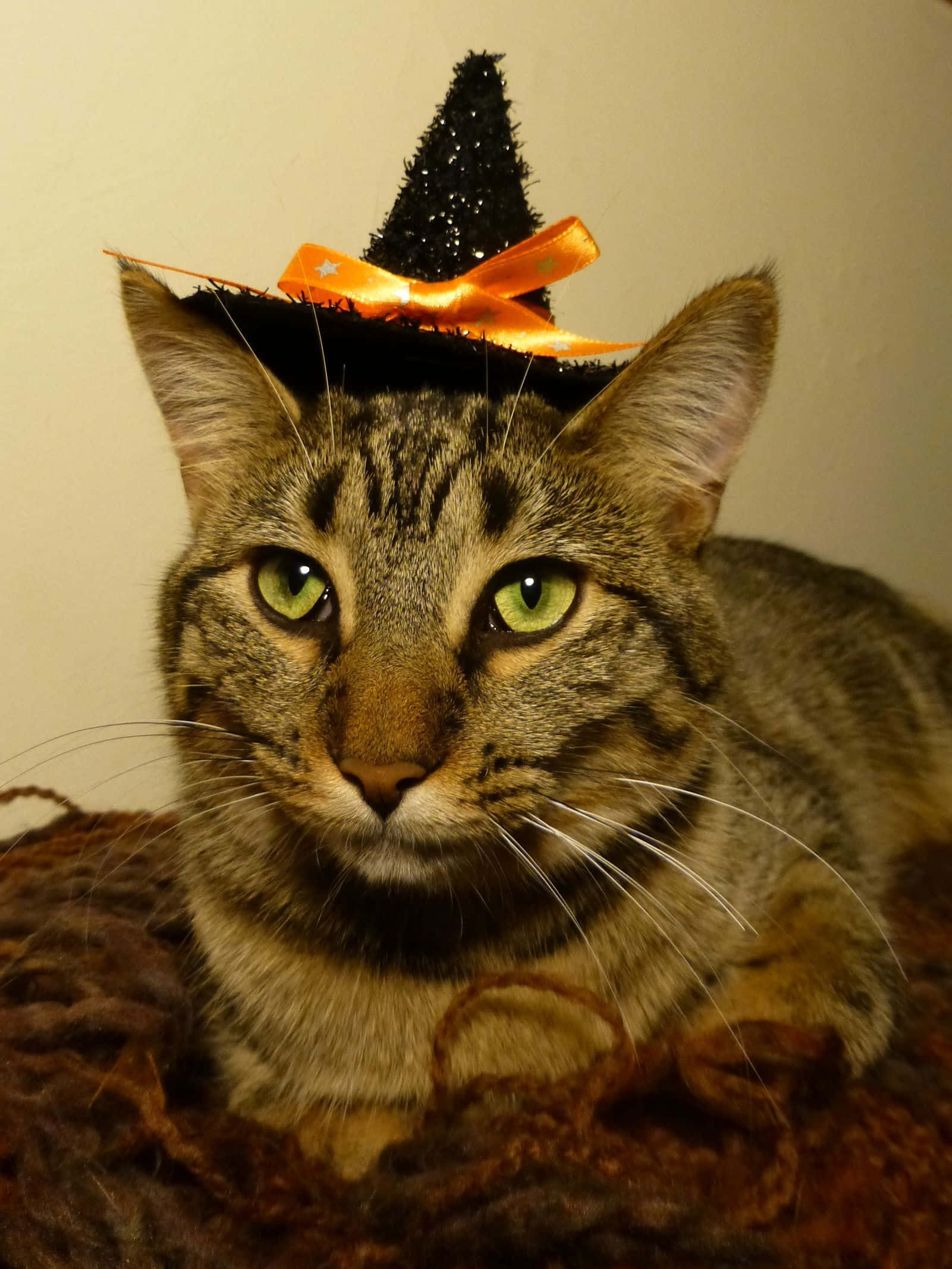 Halloween Cat 桌布 壁紙 — 一隻擁有引人注目的綠色眼睛的虎斑貓，戴著一頂帶有橙色蝴蝶結的黑色女巫帽，躺在棕色紋理毯子上休息。