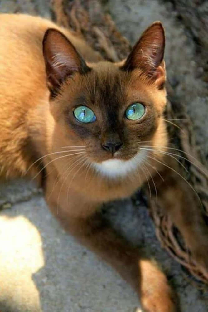 Ojos Azules Cat 桌布 壁紙 — 一隻擁有引人注目的藍眼睛和奶油色毛髮的暹羅貓，從混凝土表面向上凝視的特寫。