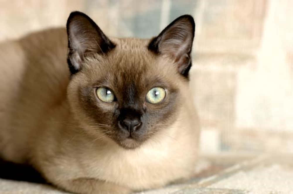 Tonkinese 桌布 壁紙 — 一隻擁有引人注目的藍眼睛和深色重點的暹羅貓，在紋理表面上平靜休息的特寫。