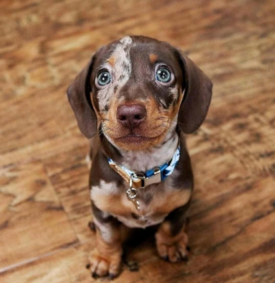 Dachshund Puppy 桌布 壁紙 — 一隻擁有引人注目的藍色眼睛和棕色白色毛髮的臘腸犬幼犬坐在木地板上，用寬大無辜的眼睛向上看。