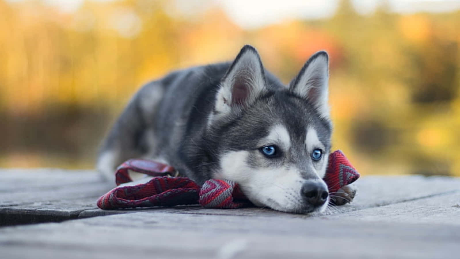 狗 桌布 壁紙 — 一隻擁有引人注目的藍色眼睛的哈士奇幼犬，將頭靠在紅色格子牽引繩上，躺在一個被秋葉環繞的風化木甲板上。