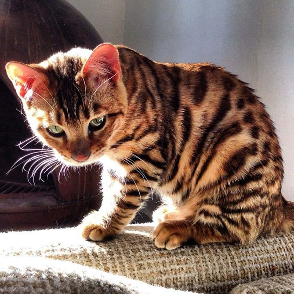 Toyger 桌布 壁紙 — 一隻擁有引人注目的金色眼睛和大理石紋毛皮的孟加拉貓，警覺地蹲伏在溫暖陽光沐浴下的有紋理地毯上。