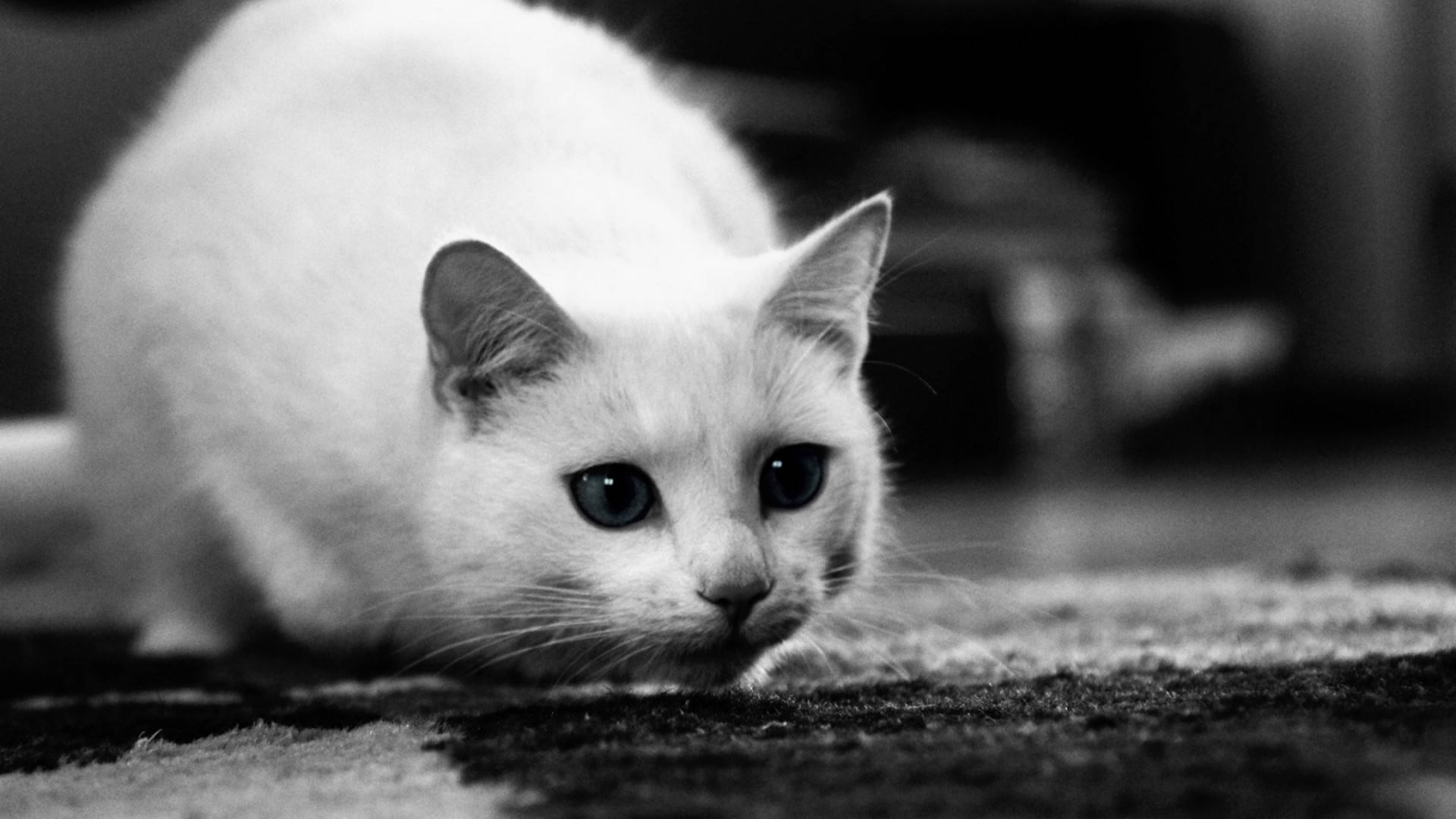 Cute Black And White 桌布 壁紙 — 一隻擁有引人注目眼睛的白貓，在單色特寫中專注地蹲伏在質感地毯上。