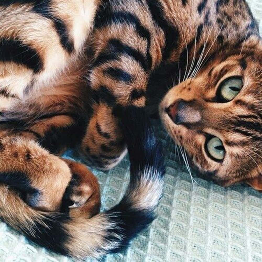 Toyger 桌布 壁紙 — 一隻擁有引人注目綠色眼睛的孟加拉貓，在帶有紋理的淺綠色毯子上頑皮地蜷縮著。
