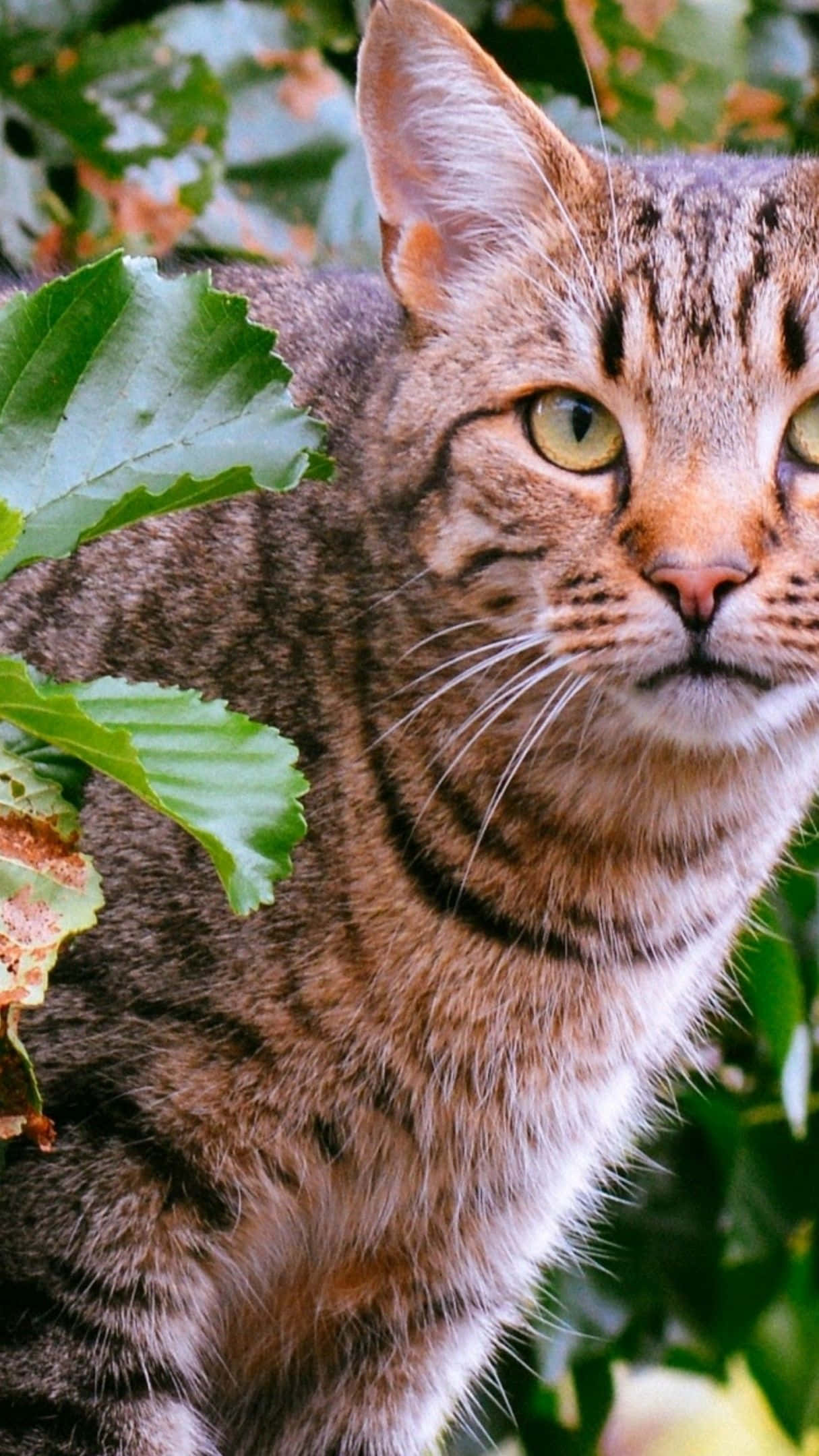 Tabby Cat 桌布 壁紙 — 一隻擁有引人注目綠色眼睛的虎斑貓，在陽光明媚的花園中透過茂密的綠色樹葉窺視。