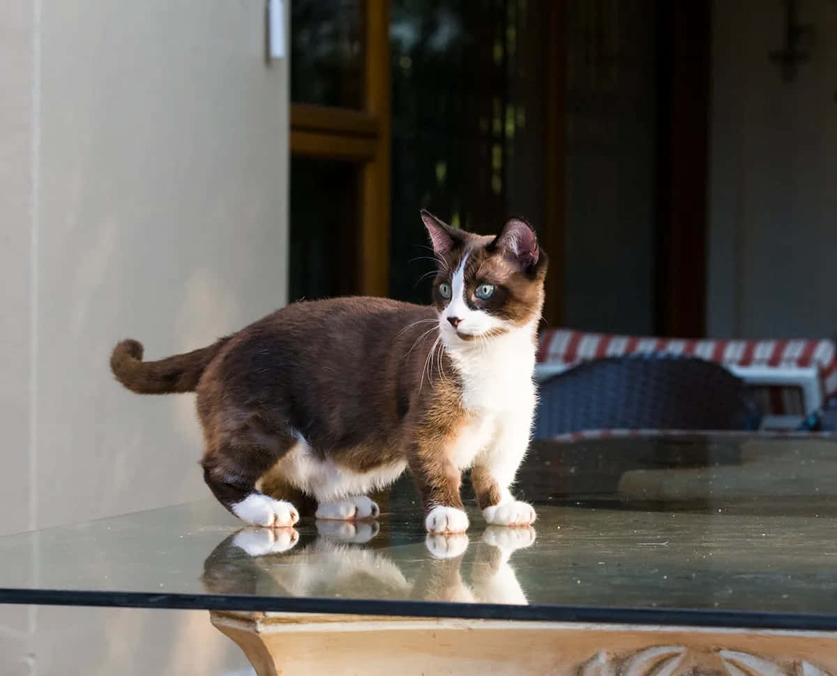 Munchkin Cat 桌布 壁紙 — 一隻擁有引人注目藍眼的雪鞋貓警覺地站在玻璃桌上，桌子反射出牠的爪子。