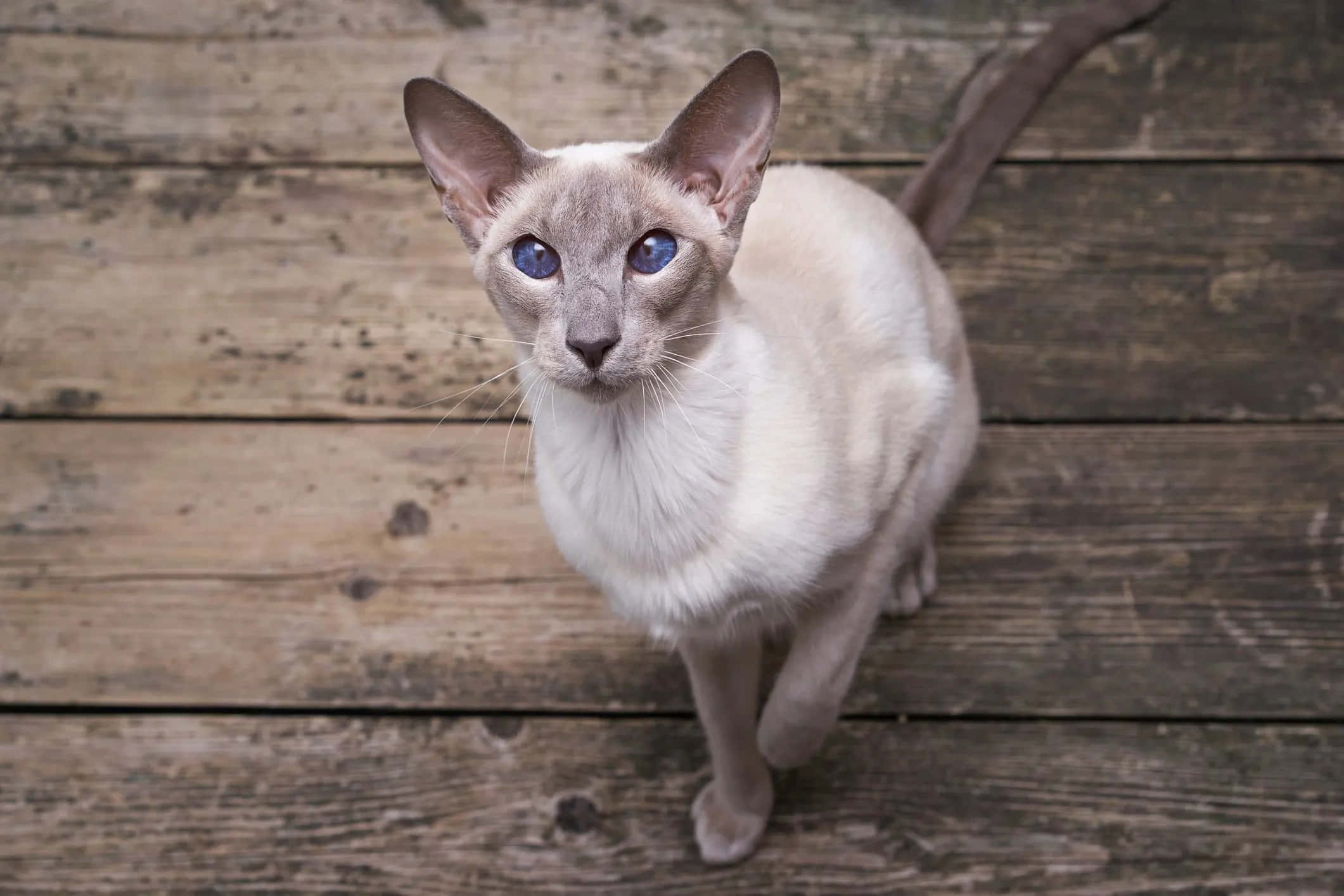 Oriental Shorthair 桌布 壁紙 — 一隻擁有引人注目藍眼睛和奶油色毛髮的暹羅貓，警覺地站在風化的木板上，向上凝視。