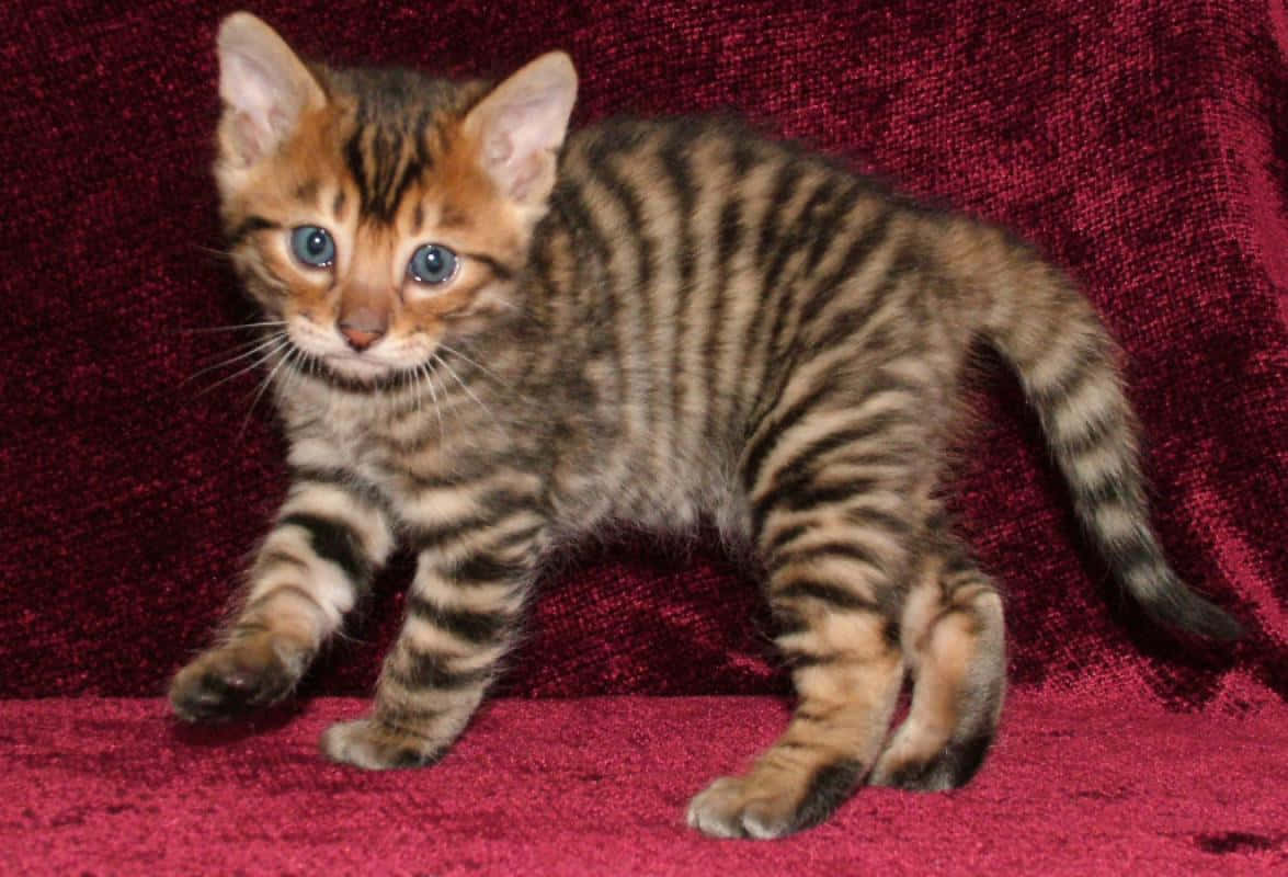 Toyger 桌布 壁紙 — 一隻擁有引人注目藍眼睛和金色玫瑰花紋的小孟加拉貓，警覺地站在柔軟的紅色天鵝絨上。