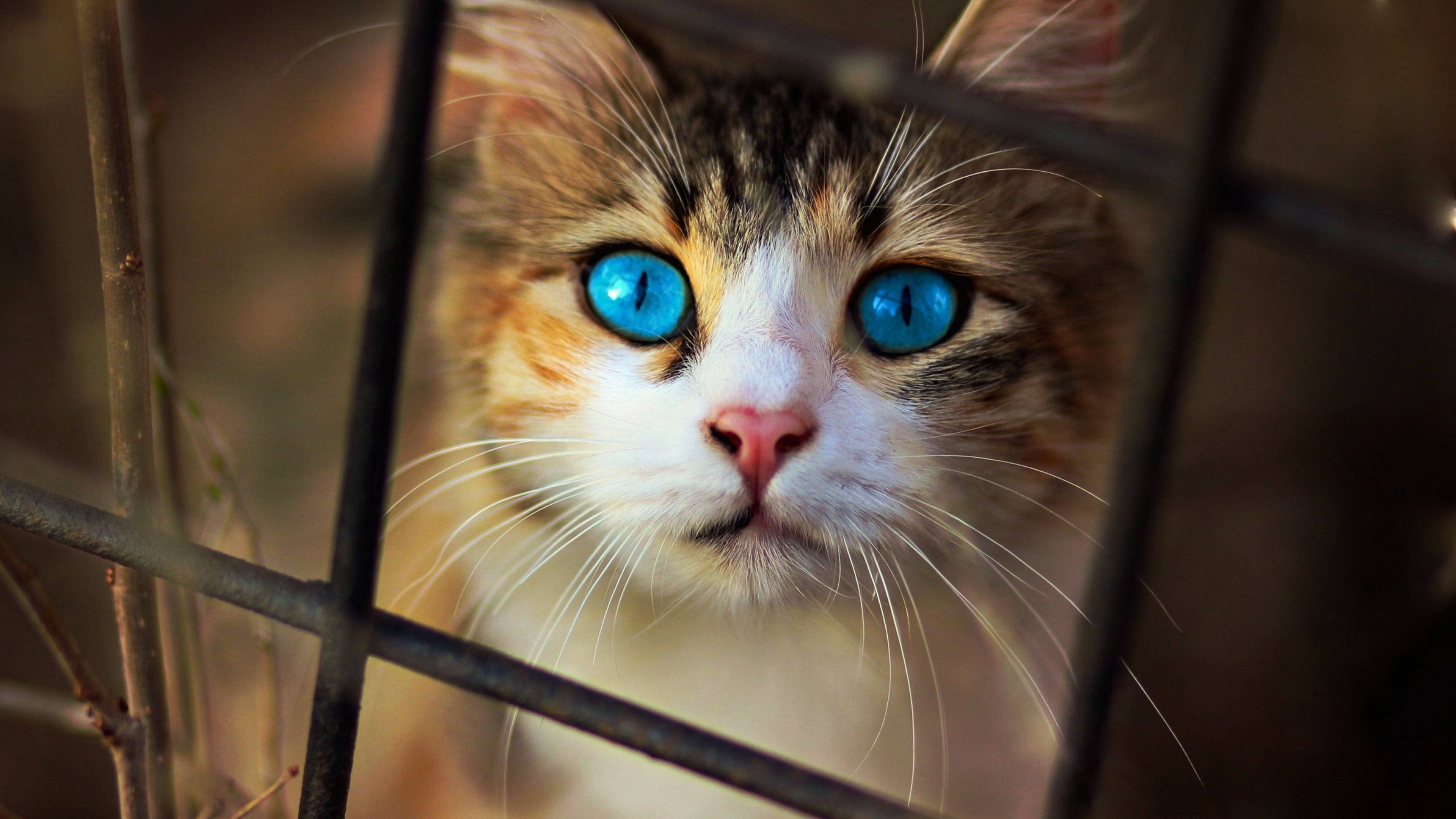 Cute Cat HD 桌布 壁紙 — 一隻擁有引人注目藍眼睛的三色貓，在柔和的金色光線中透過生鏽的金屬圍欄窺視的特寫。