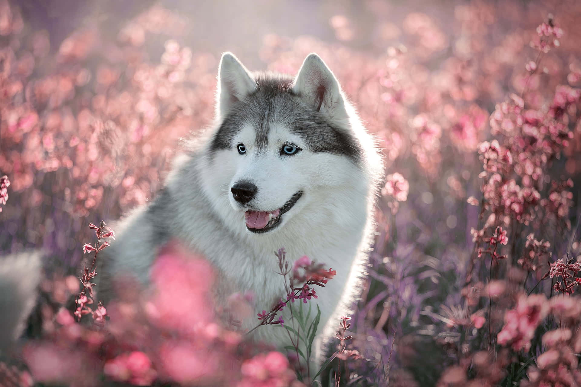 Wolf In Spring 桌布 壁紙 — 一隻擁有引人注目藍眼睛的哈士奇坐在一片柔軟粉紅花朵的田野中，沐浴在溫暖的金色光芒裡。