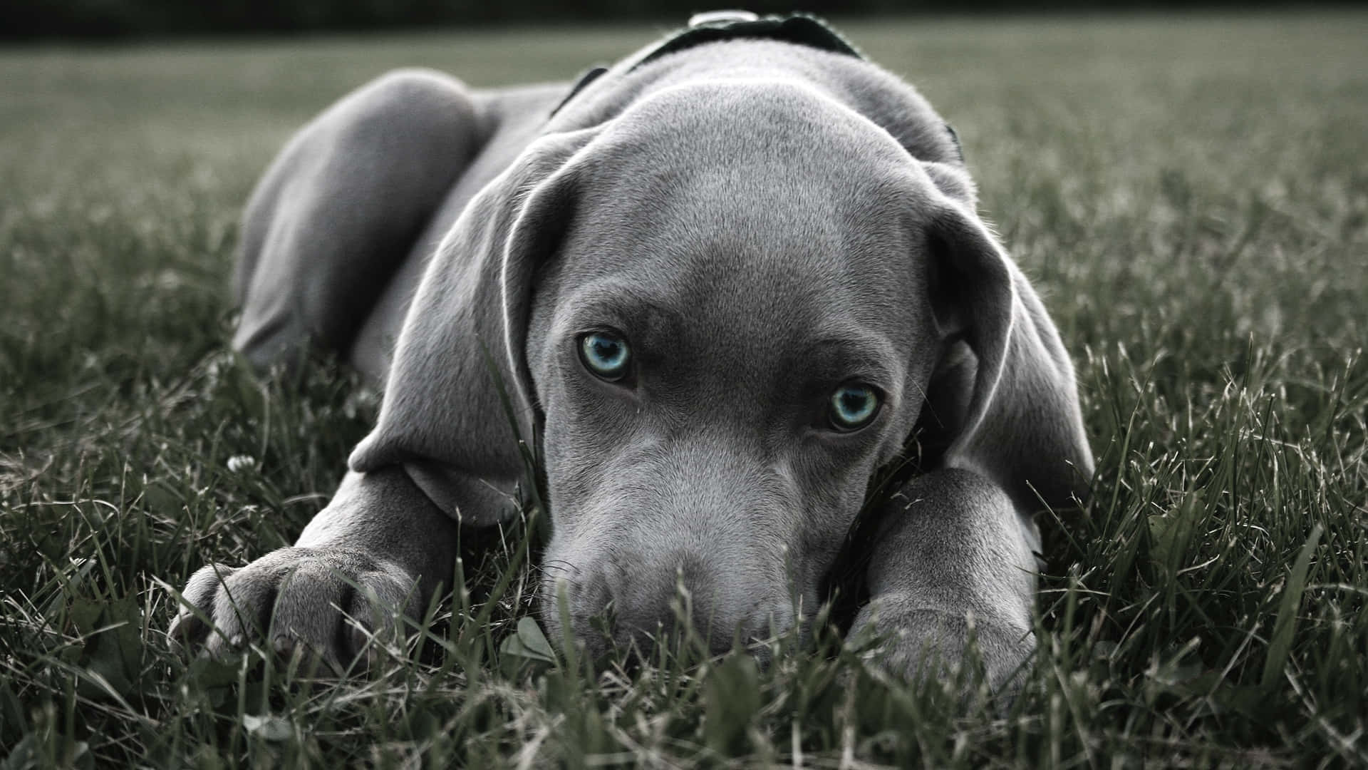 狗 桌布 壁紙 — 一隻擁有引人注目藍眼睛的威瑪獵犬幼犬警覺地躺在草地上，專注地凝視著相機。