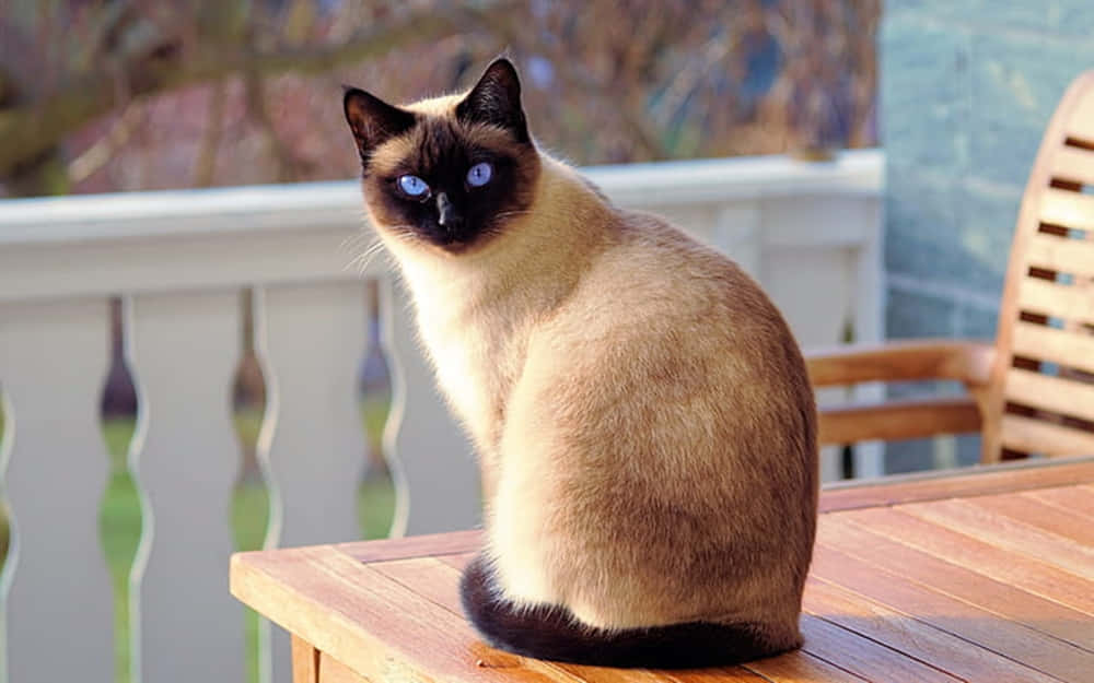 Tonkinese 桌布 壁紙 — 一隻擁有引人注目藍眼睛的暹羅貓，威嚴地坐在戶外的木桌上，直視鏡頭。