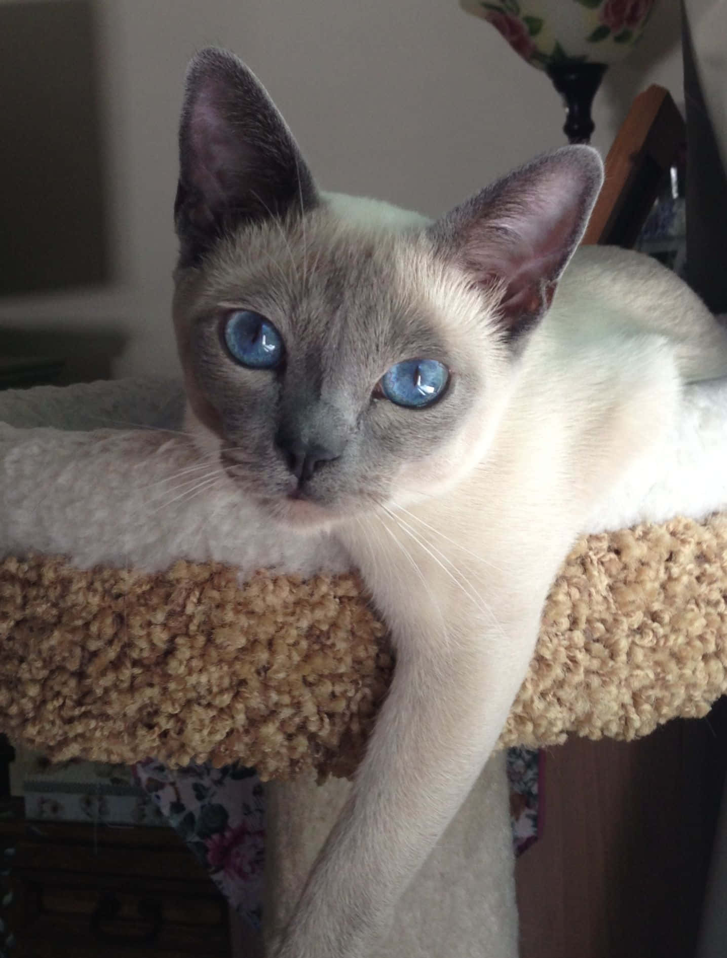 Tonkinese 桌布 壁紙 — 一隻擁有引人注目藍眼睛的暹羅貓在帶有紋理的貓樹上休息，直視鏡頭。