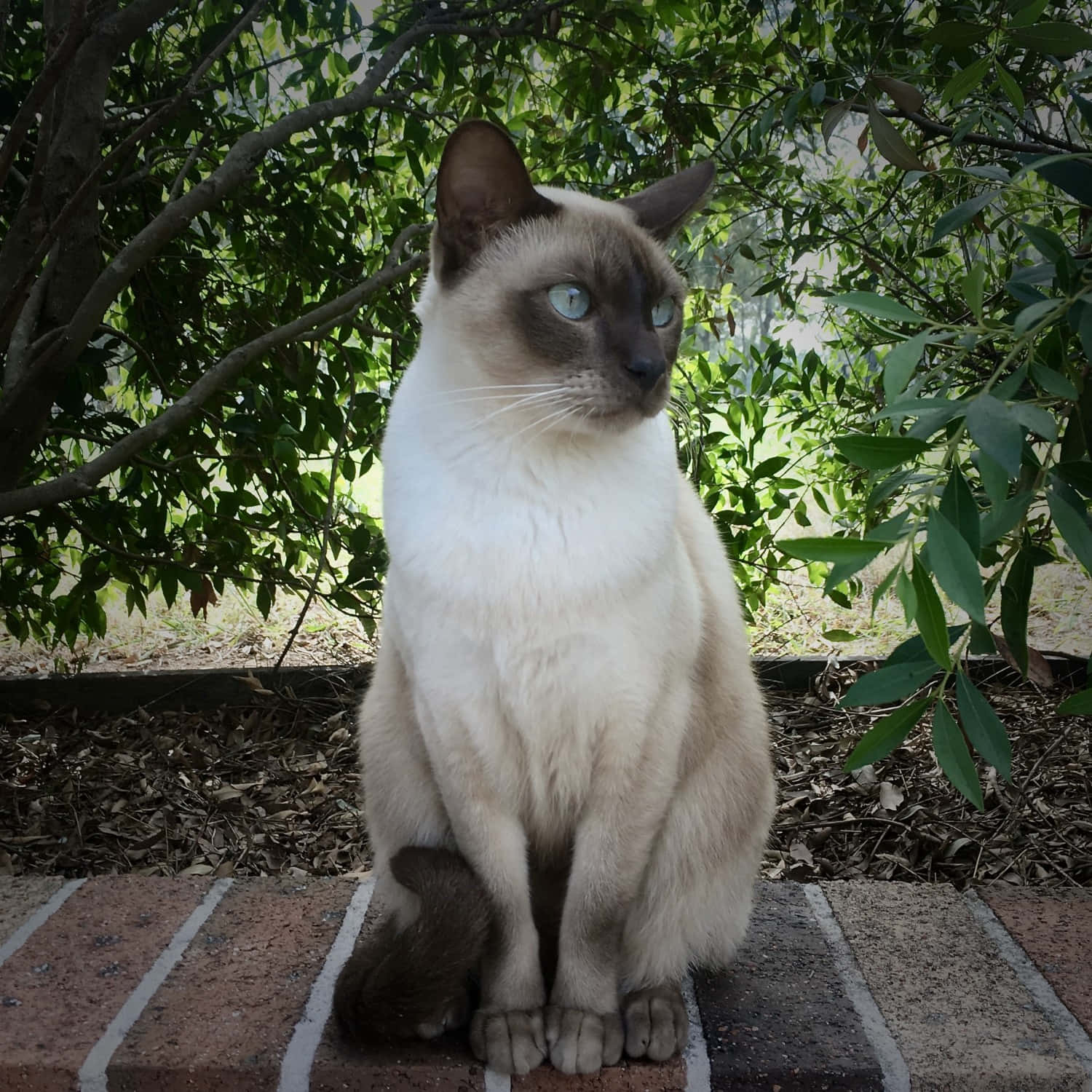 Tonkinese 桌布 壁紙 — 一隻擁有引人注目藍眼睛的暹羅貓坐在磚砌邊緣上，周圍環繞著茂密的綠色樹葉。