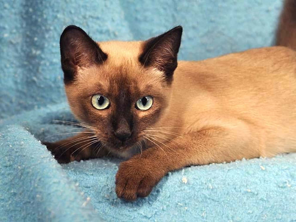 Tonkinese 桌布 壁紙 — 一隻擁有引人注目藍眼睛的暹羅貓躺在柔軟的藍色毯子上，直視鏡頭。