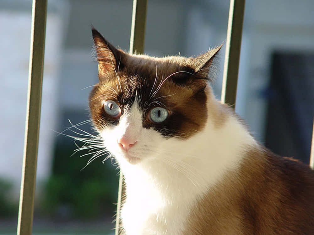 Snowshoe Cat 桌布 壁紙 — 一隻擁有引人注目藍眼睛的雪鞋貓，好奇地透過陽光照射的金屬欄杆窺視。