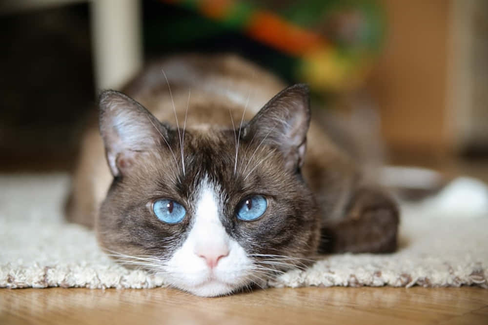 Snowshoe Cat 桌布 壁紙 — 一隻擁有引人注目藍眼睛的雪鞋貓在室內毛絨地毯上休息的特寫。