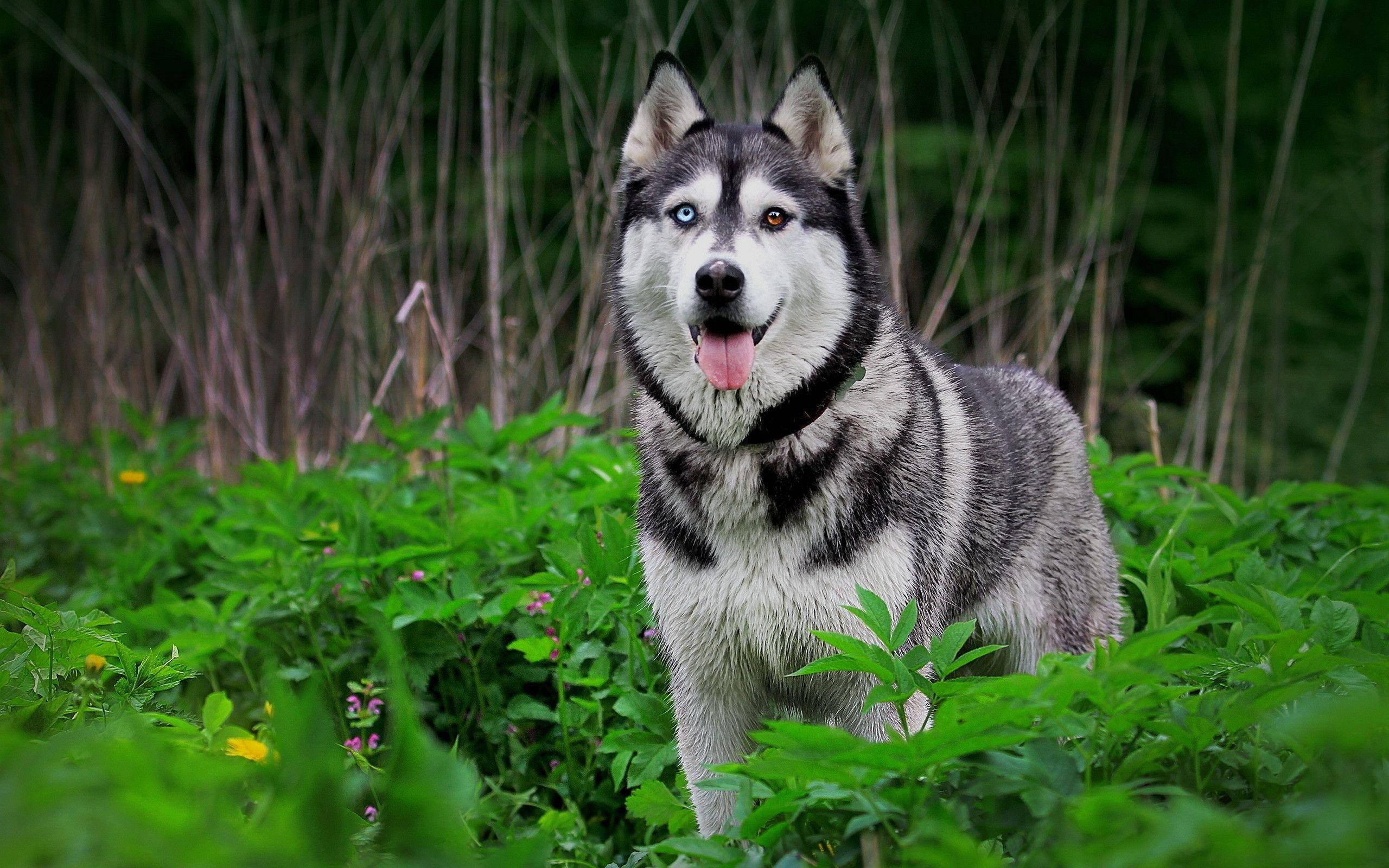 Dogs 桌布 壁紙 — 一隻擁有引人注目藍色和棕色眼睛的西伯利亞雪橇犬，在茂密的綠色樹葉中警覺地站著，舌頭伸出，周圍是野花和高草。