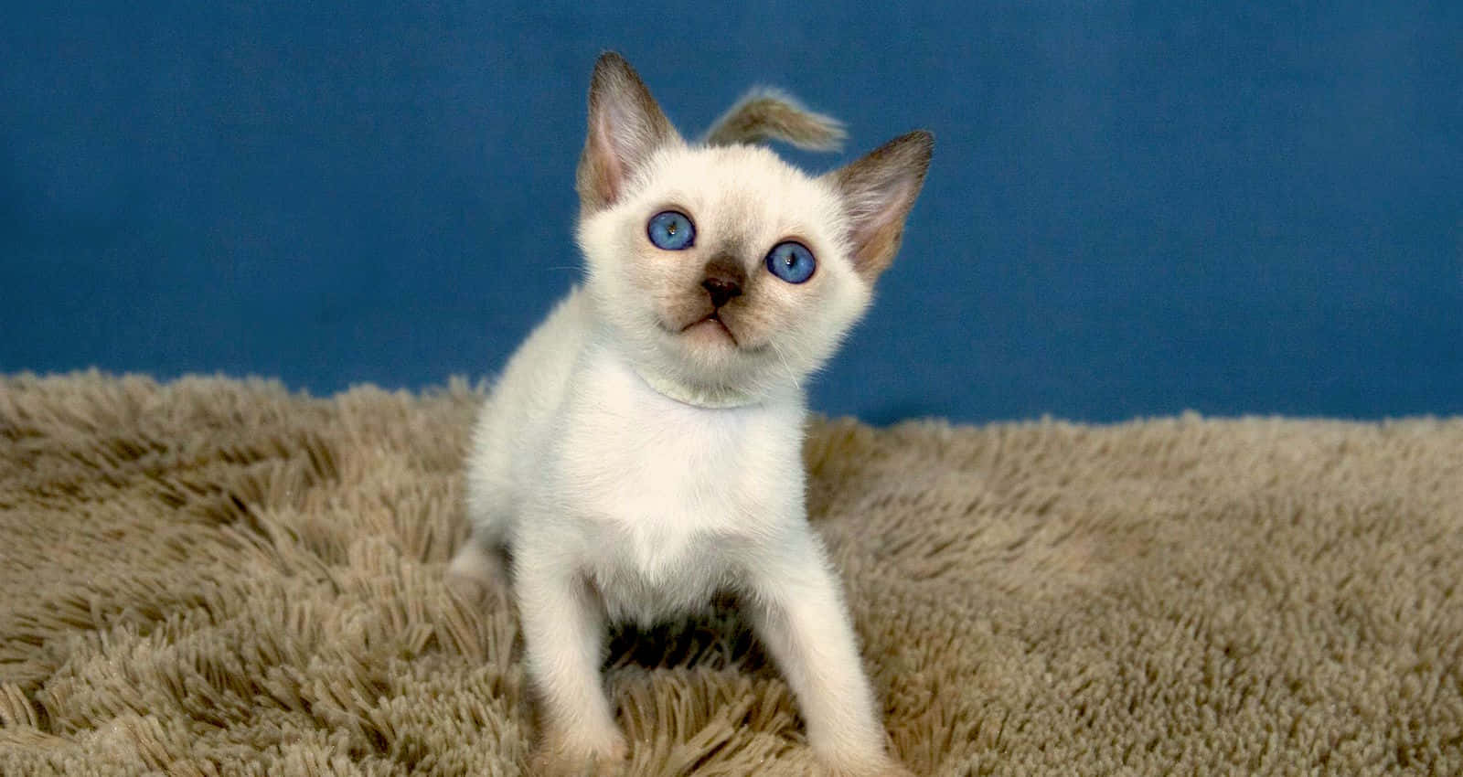 Tonkinese 桌布 壁紙 — 一隻擁有引人注目藍色眼睛的小白貓警覺地坐在柔軟的米色地毯上，背景是純藍色。