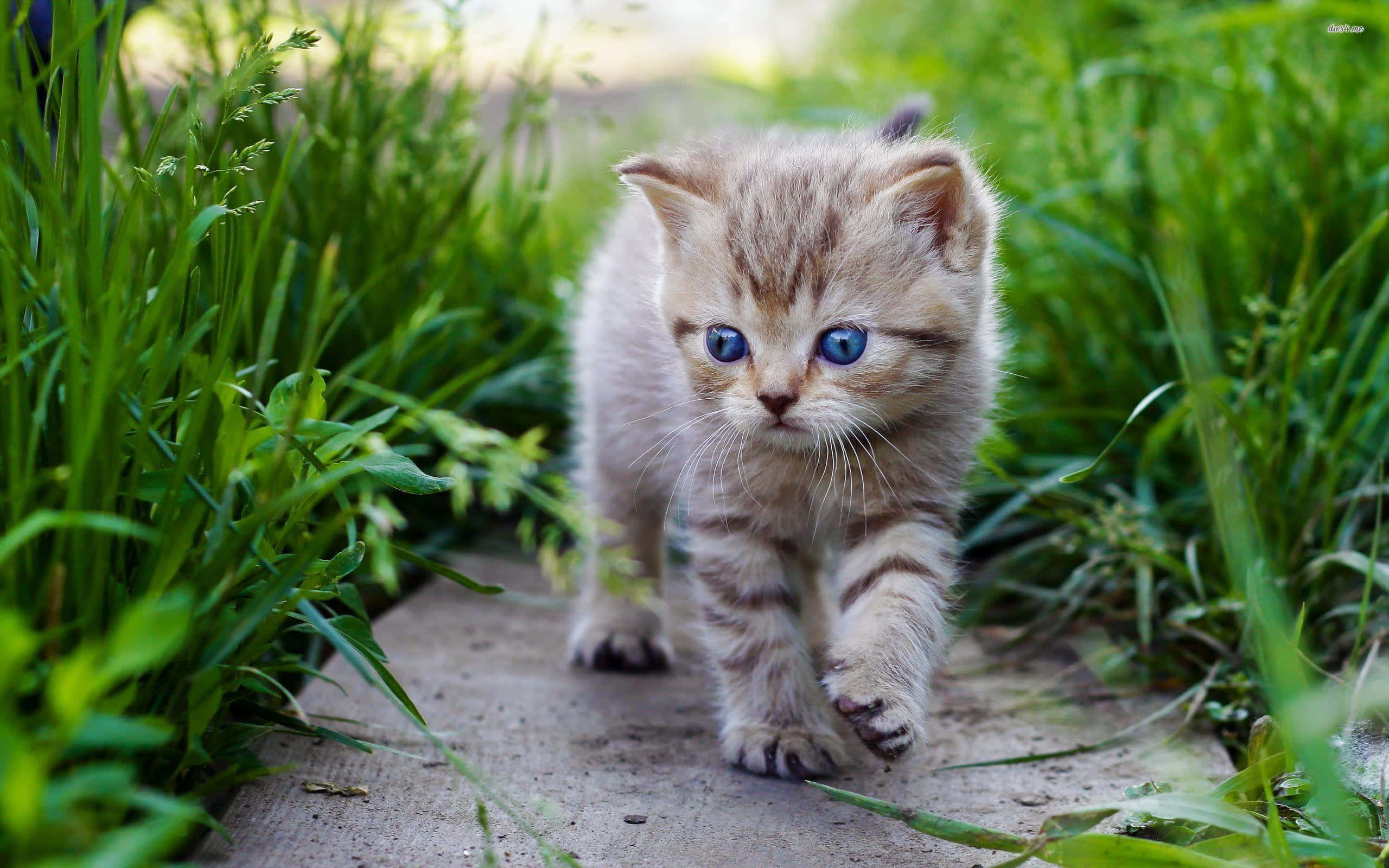 Cute Cat 桌布 壁紙 — 一隻擁有引人注目藍色眼睛的小虎斑貓好奇地沿著石徑走過充滿活力的綠草。