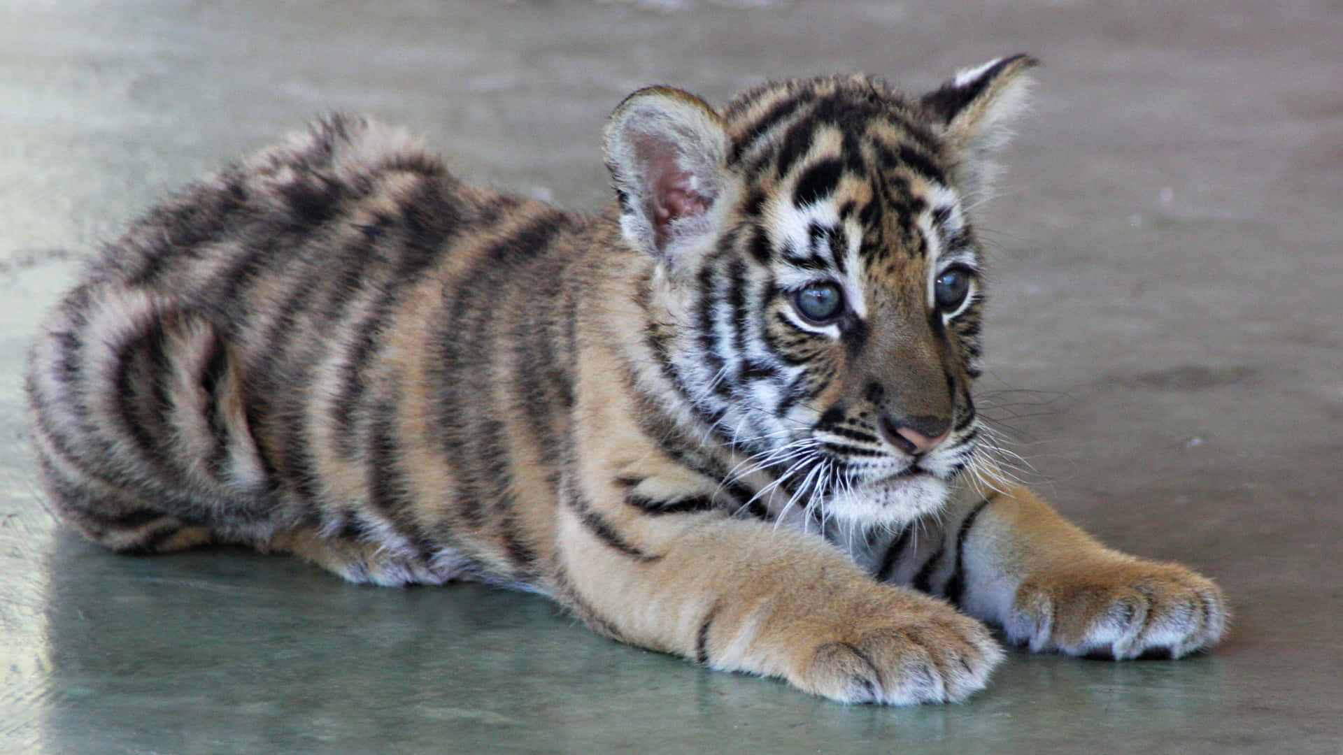 Cute Tiger 桌布 壁紙 — 一隻擁有引人注目藍色眼睛的幼虎，躺在光滑的灰色地板上休息，其條紋皮毛柔軟蓬鬆。