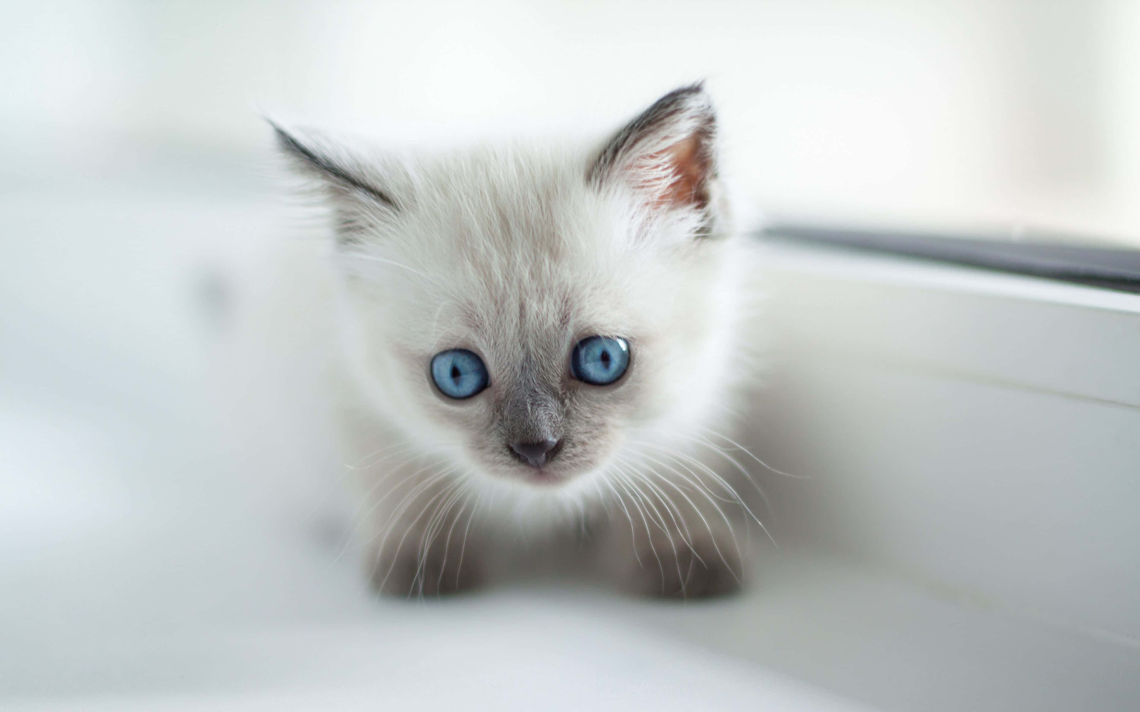 Burmese Cat 桌布 壁紙 — 一隻擁有引人注目藍色眼睛的細小白色小貓，好奇地從明亮的窗台上探頭張望。