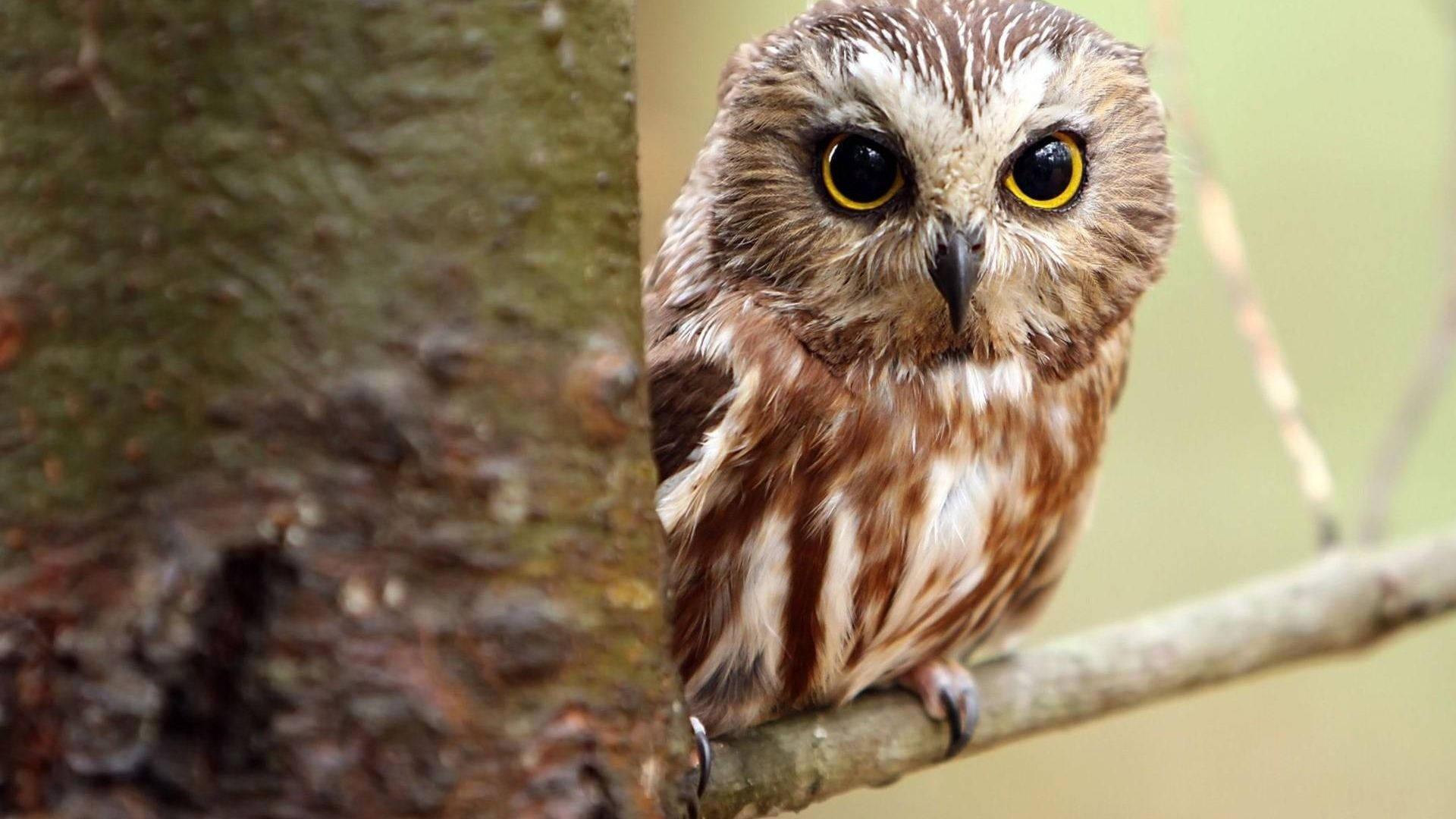 Baby Owl 桌布 壁紙 — 一隻擁有引人注目黃色眼睛的小貓頭鷹警覺地棲息在樹枝上，其棕色和白色的羽毛與樹皮融為一體。
