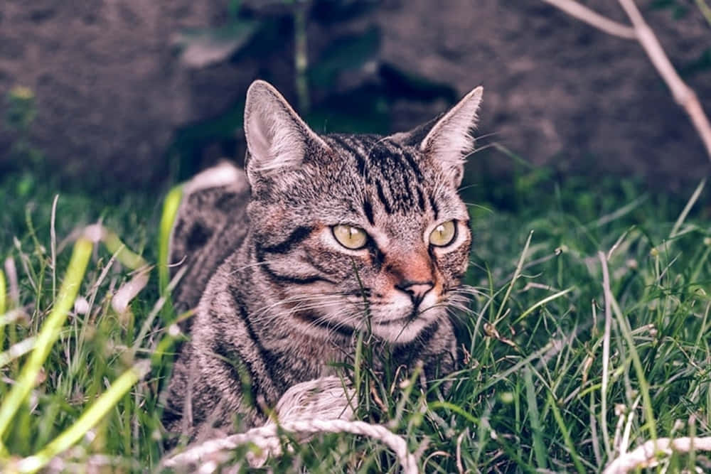 Brazilian Shorthair 桌布 壁紙 — 一隻擁有引人注目黃色眼睛的虎斑貓，警覺地躺在充滿活力的綠草中，專注地凝視著觀看者。
