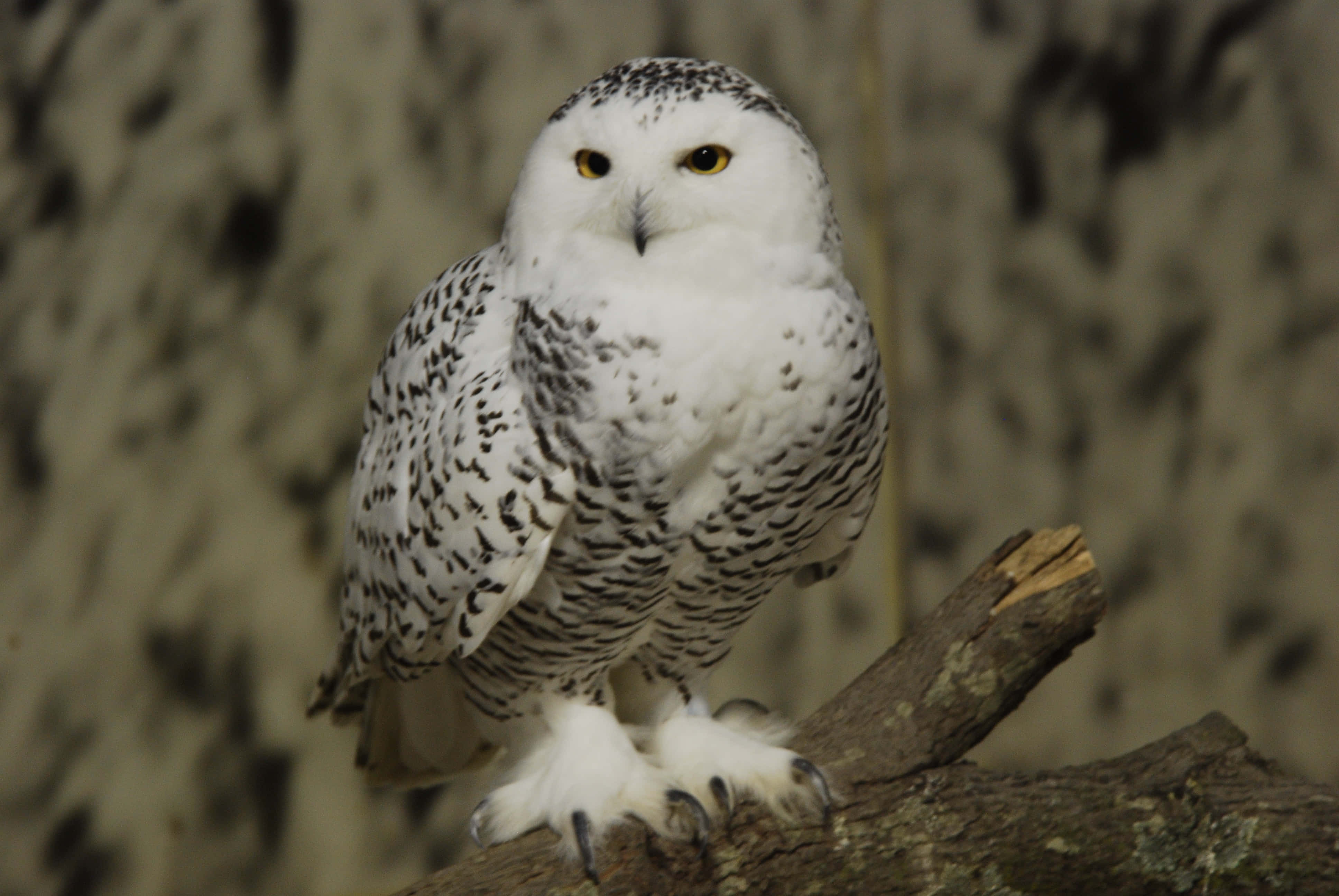 Snowy Owl 桌布 壁紙 — 一隻擁有引人注目黃色眼睛的雪鴞，威嚴地棲息在粗糙的樹枝上，背景是模糊的自然景色。